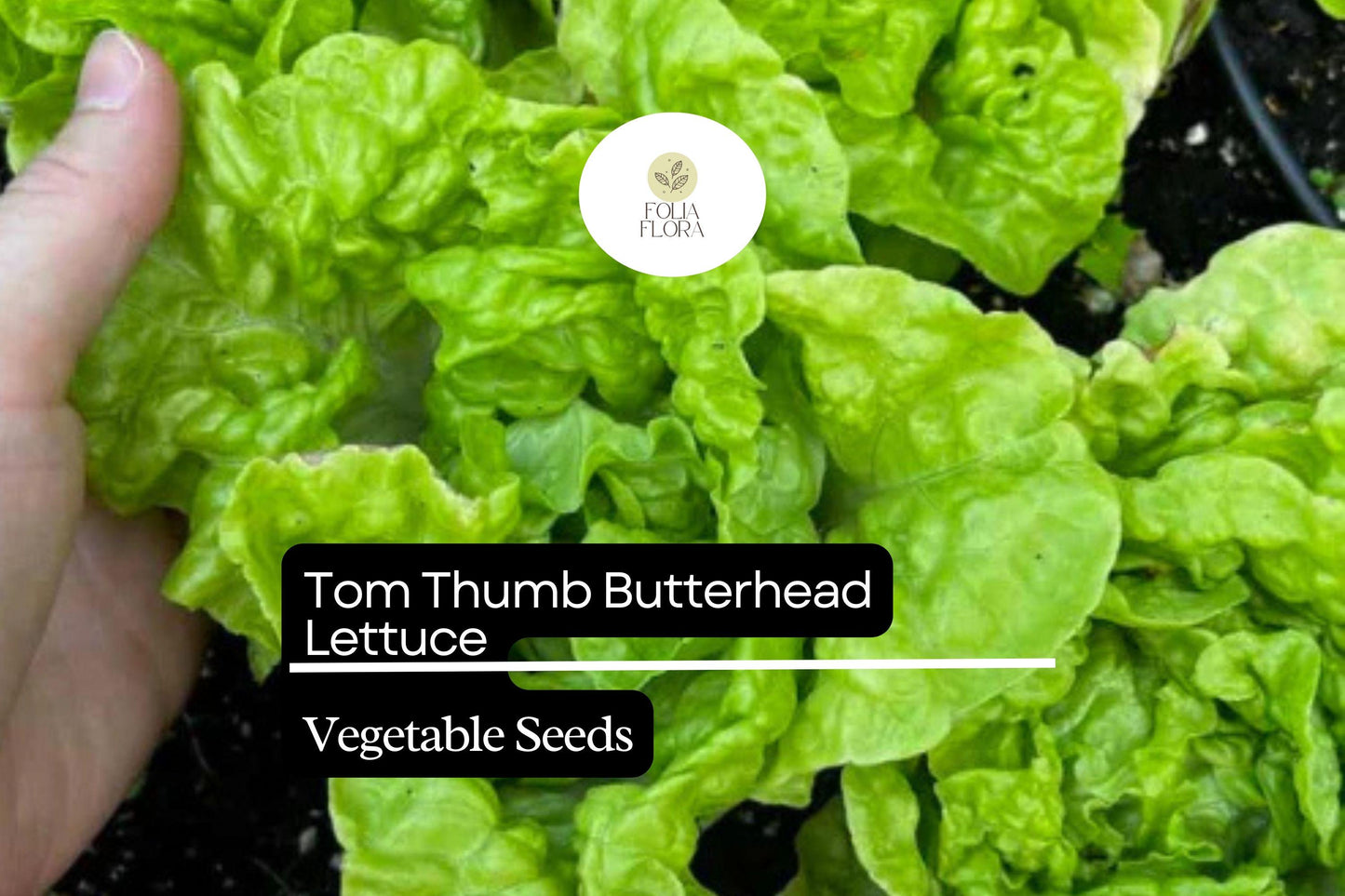 Tom Thumb Butterhead Lettuce Seeds | Heirloom Non-GMO Compact Lettuce Lactuca sativa