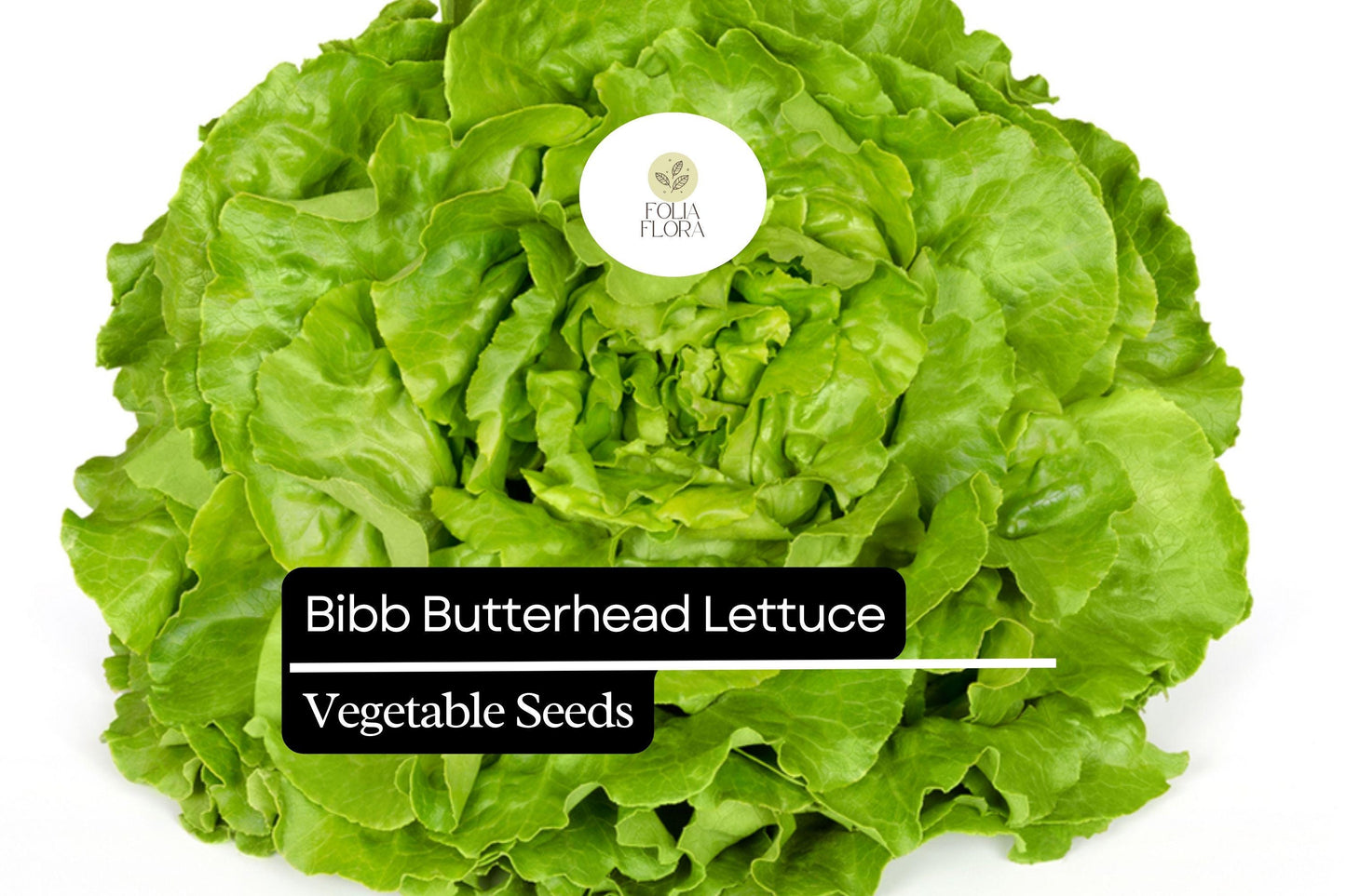 Bibb Butterhead Lettuce Seeds 1g | Heirloom, Non-GMO Lactuca sativa | Tender, Sweet, Compact Greens