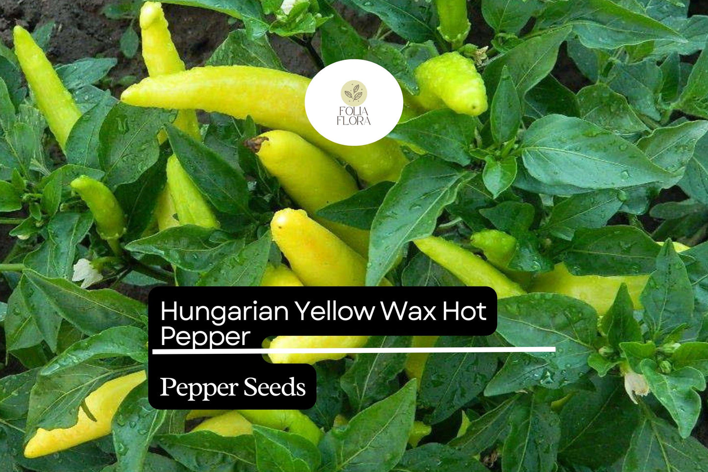 Hungarian Yellow Wax Pepper Seeds | Non-GMO, Pickling, Mild-Medium Heat, Capsicum annuum