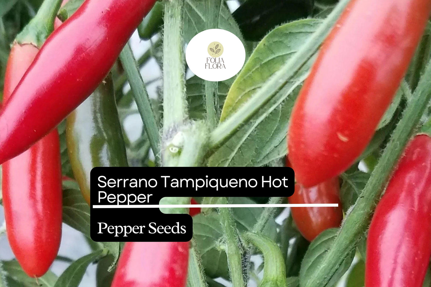 Serrano Tampiqueno Hot Pepper Seeds | Capsicum Annuum | Spicy 2-4 Inch Chili for Salsas & Sauces