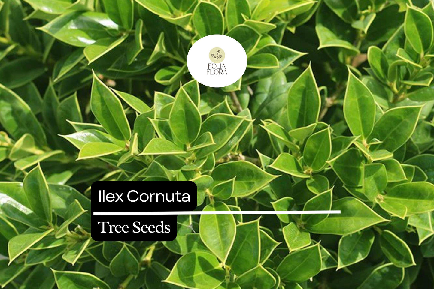 Ilex Cornuta Chinese Holly Seeds – 500mg Evergreen Shrub with Glossy Leaves, Red Berries, Drought-Tolerant, Wildlife-Friendly