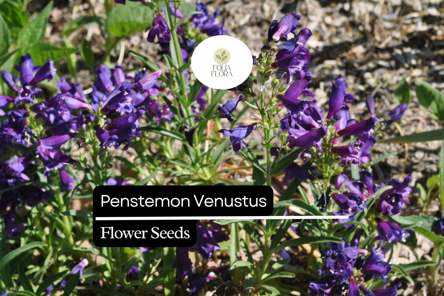 Penstemon venustus Seeds, Lavender Wildflower, Pollinator-Friendly Perennial, Drought-Tolerant, Native Plant for Gardens