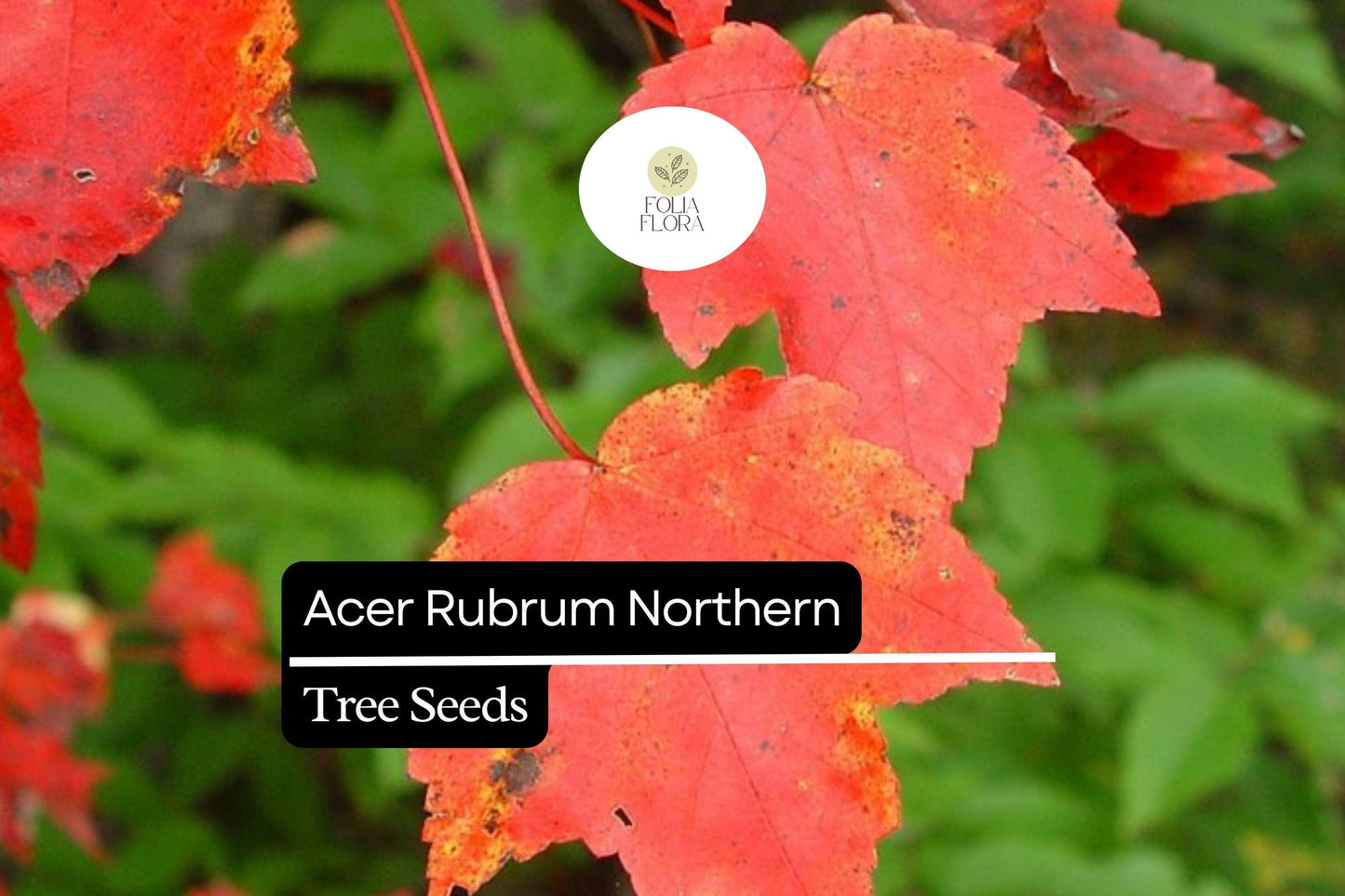 10 Acer rubrum Northern Red Maple Seeds | Vibrant Fall Foliage Shade Tree | Cold-Hardy Deciduous Tree for Landscaping