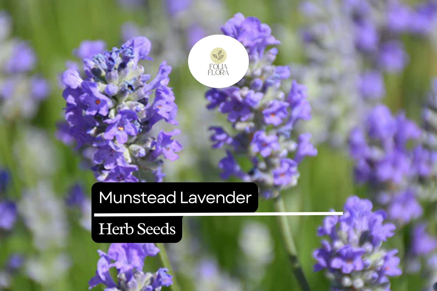 50 Seeds Munstead Lavender (Lavandula angustifolia) – Fragrant, Hardy English Lavender for Herb Gardens, Borders, Containers