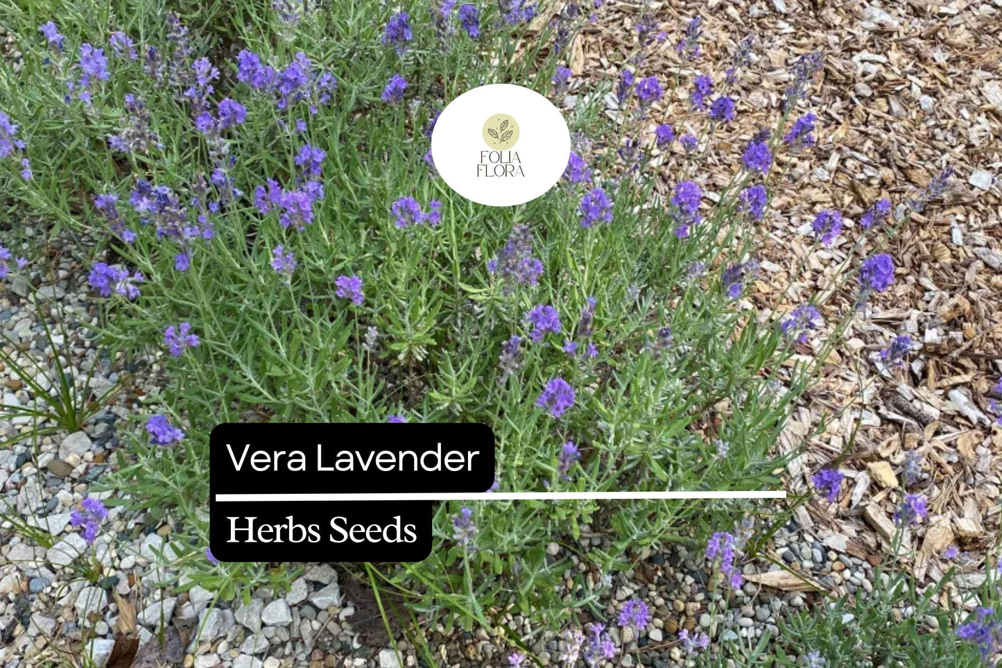 Vera Lavender Seeds 100mg | Fragrant Lavandula angustifolia 'Vera' | Pollinator-Friendly Perennial Herb