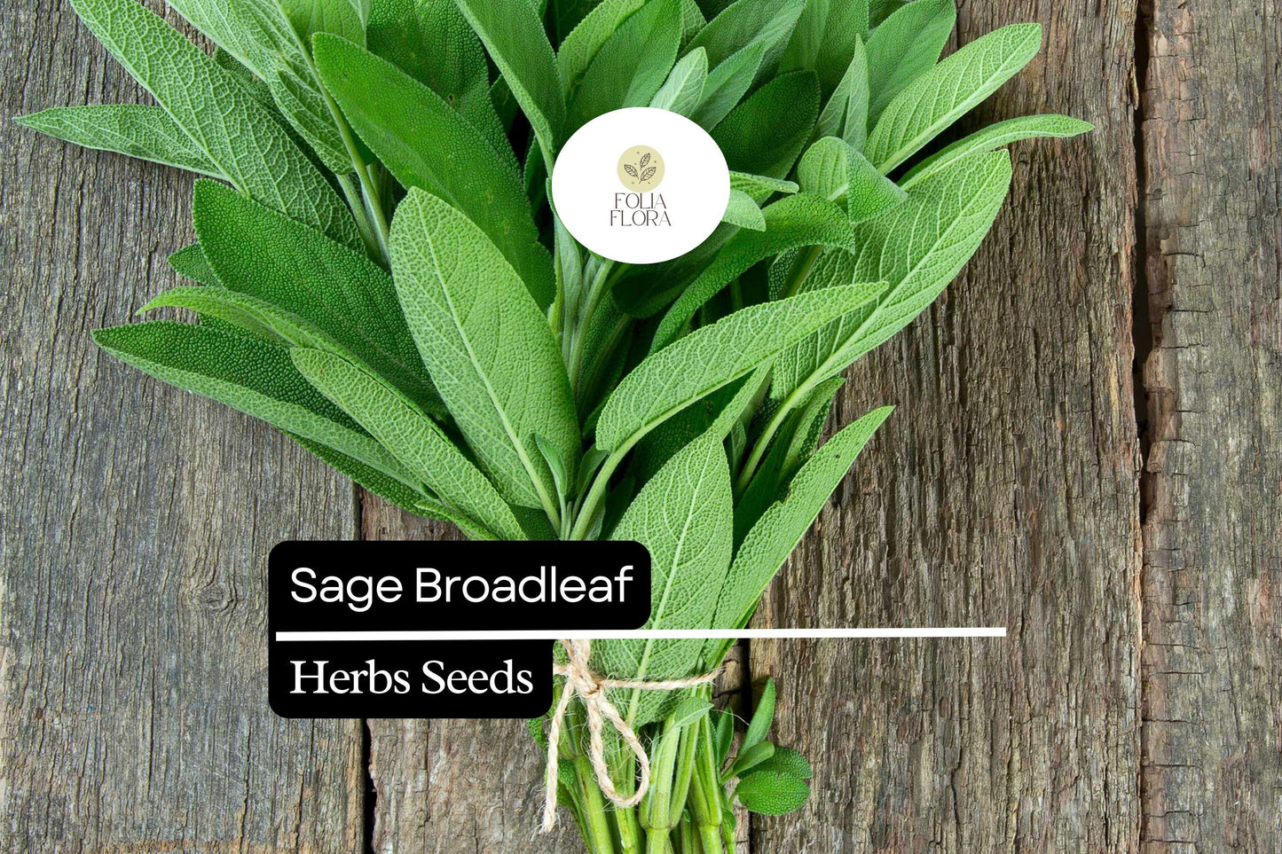 300mg Sage Broadleaf Seeds | Salvia officinalis | Heirloom Non-GMO Culinary Herb for Cooking & Herbal Uses