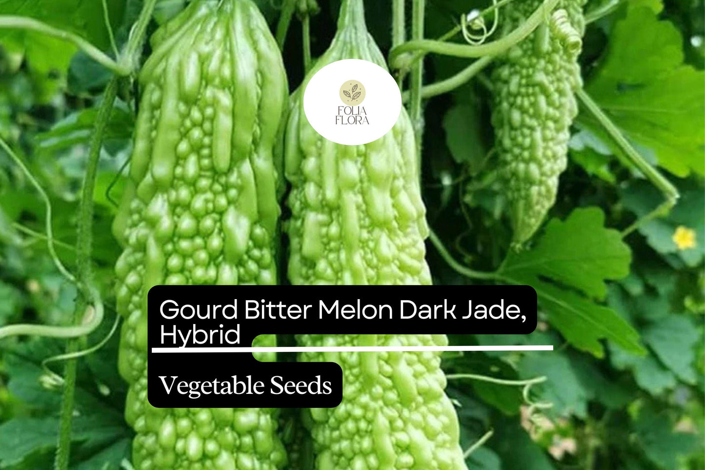 Dark Jade Bitter Melon Seeds | High-Yield Hybrid Momordica charantia for Asian Cuisine & Gardening
