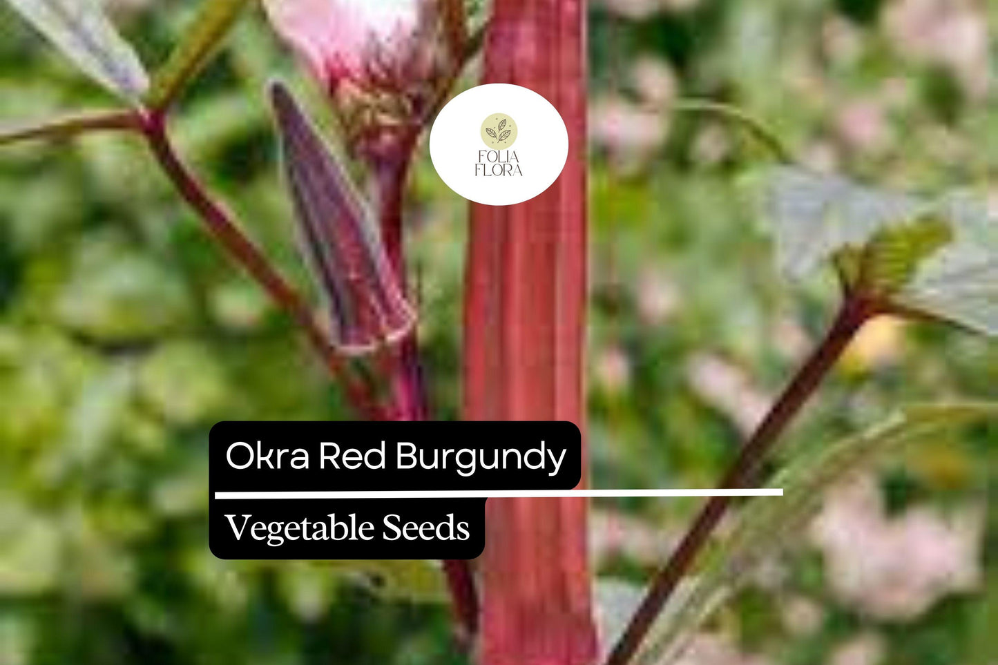 Red Burgundy Okra Seeds – Heirloom, Non-GMO, Heat Tolerant, 1g Packet, Abelmoschus esculentus
