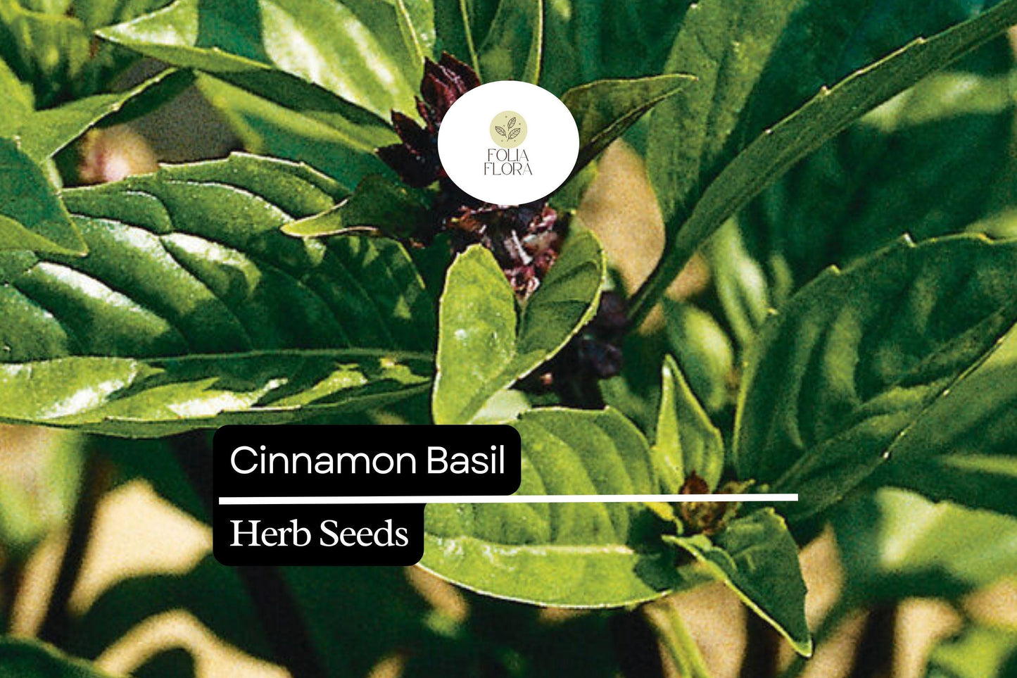 1200 Seeds Cinnamon Basil Herb Seeds, Ocimum basilicum, Aromatic Spicy-Sweet Flavor, Pollinator-Friendly