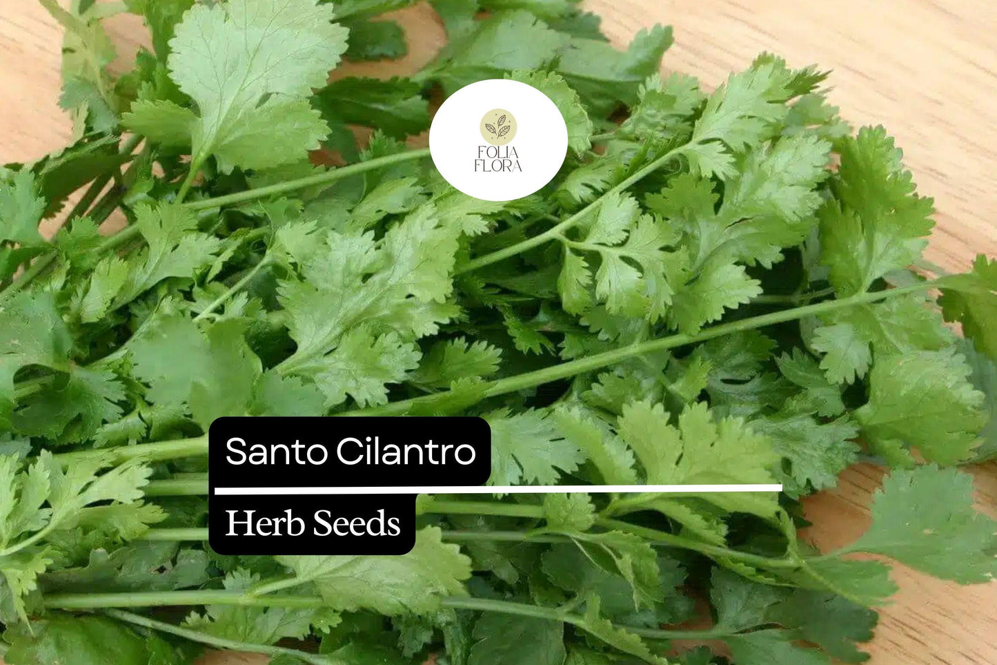 100 Seeds Santo Cilantro Coriandrum sativum Aromatic Herb for Culinary Use, Bolt-Resistant, Fast-Growing, Fresh Salsas & Salads