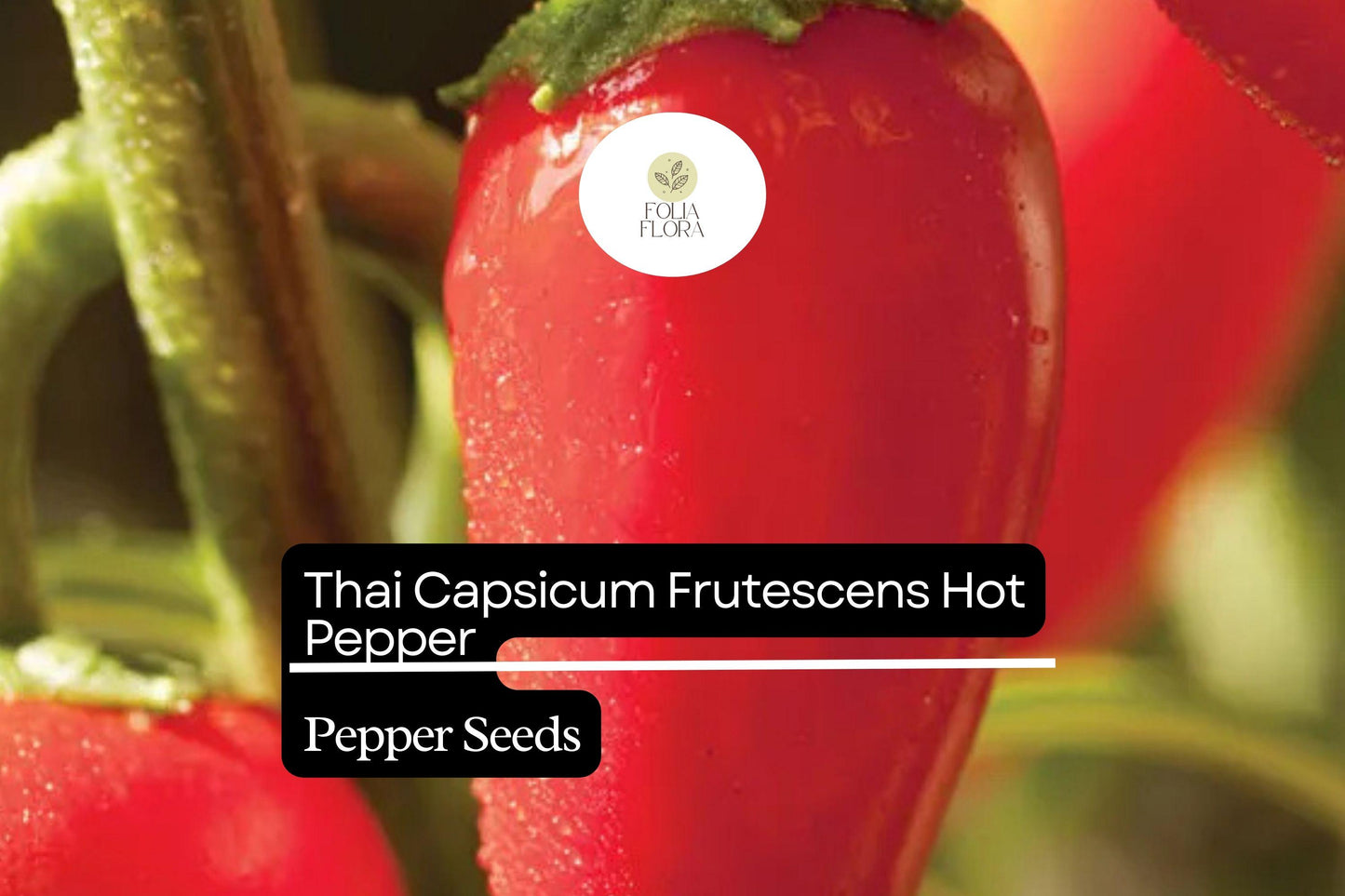 Thai Hot Pepper Seeds – Non-GMO, Fiery Capsicum frutescens for Thai Cuisine, Hot Sauces & Salsas, 250mg Packet