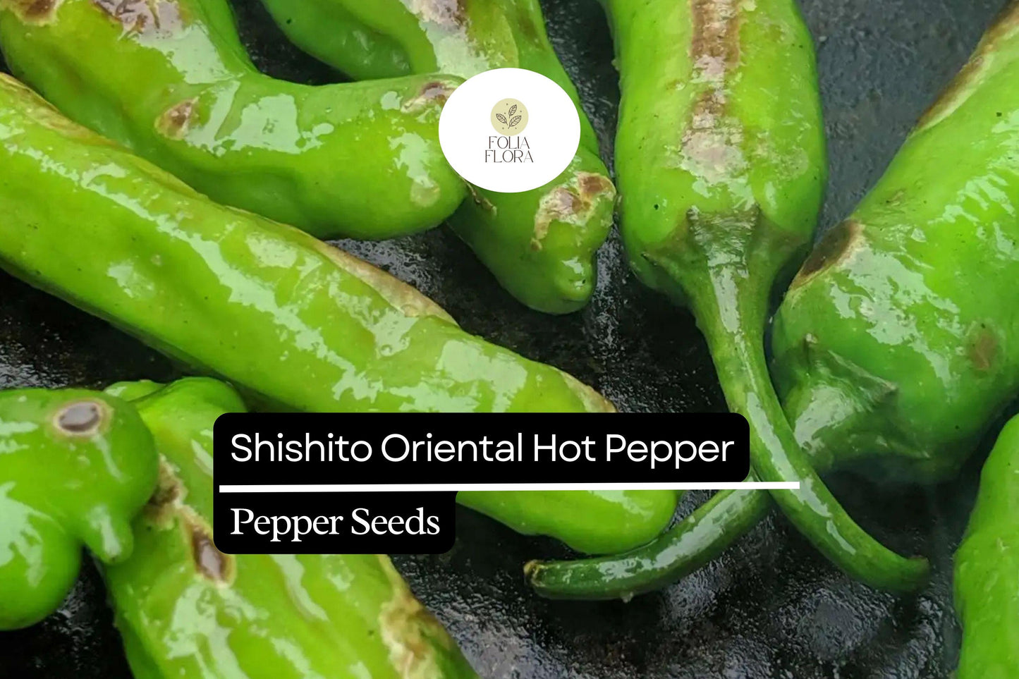 Shishito Pepper Seeds, Mild Japanese Variety, Gourmet Cooking, Capsicum annuum, 3-4 Inch Green Peppers