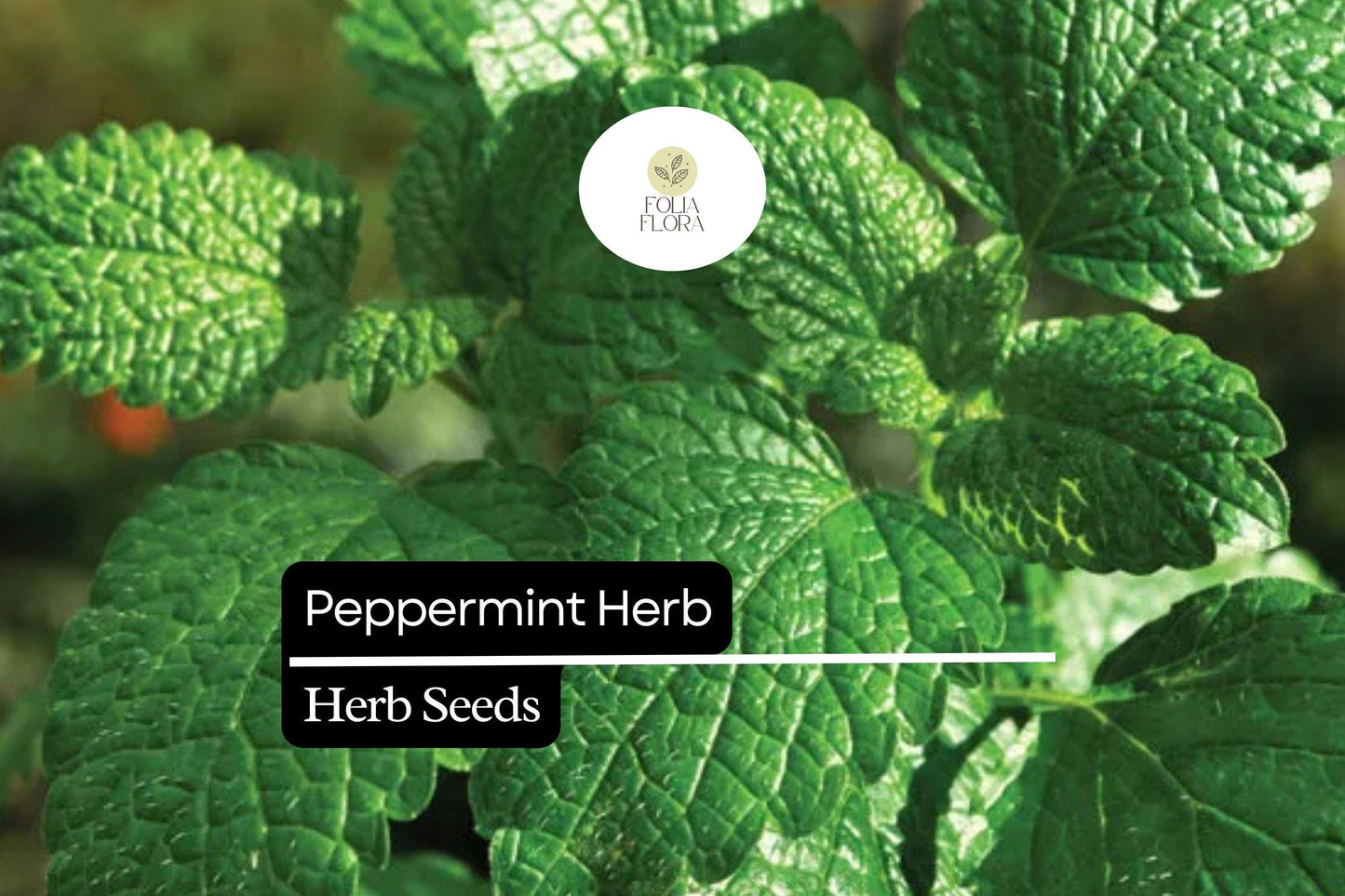 2000 Peppermint Seeds (Mentha × piperita) – Aromatic Culinary Herb for Tea, Essential Oils, Garden, Container Cultivation