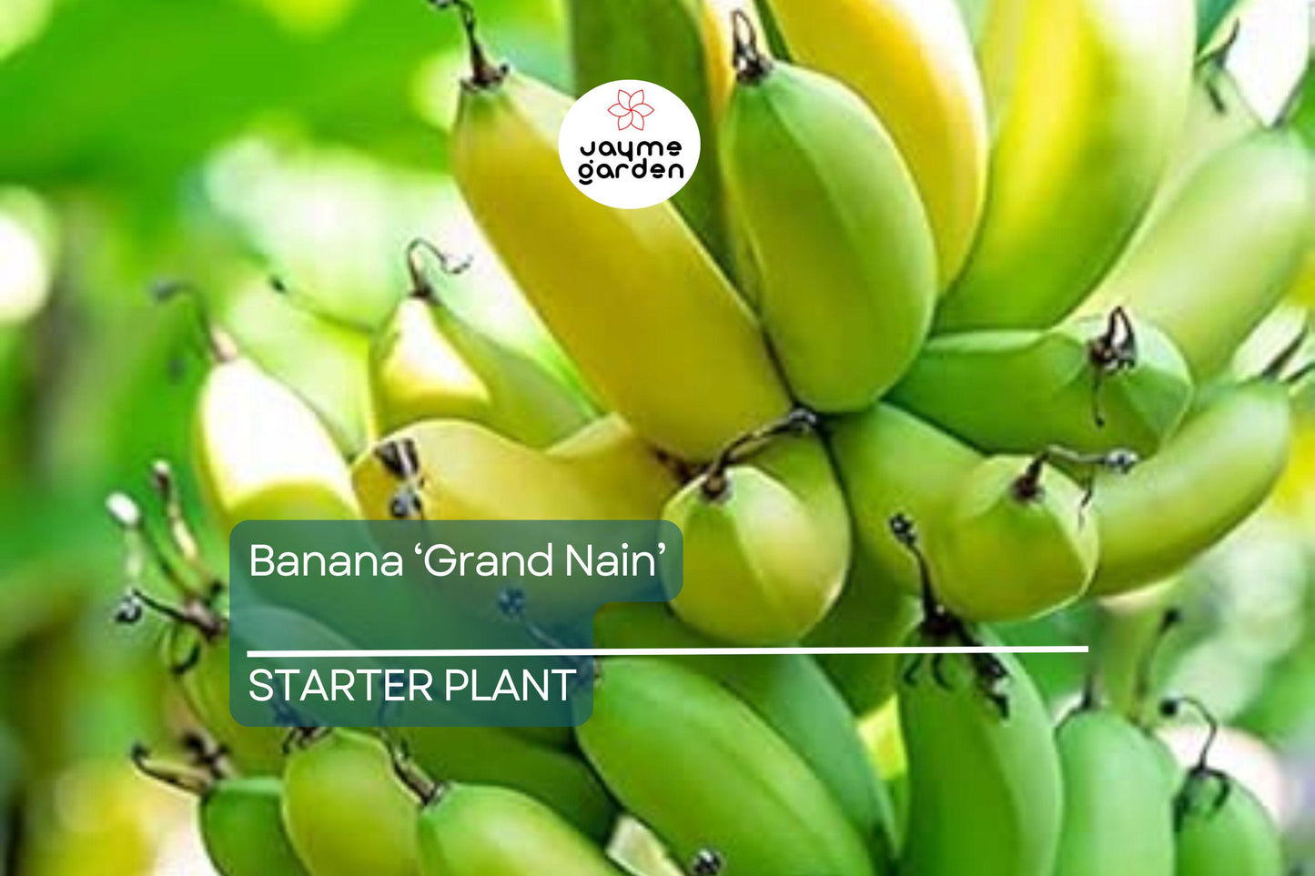 Banana 'Gran Nain' Musa Starter Plant – Organic, High-Yield, Chiquita Variety, Indoor & Outdoor Gardening