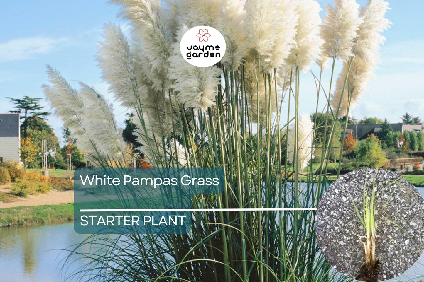 White Pampas Grass Starter Plug Plant, Cortaderia selloana, Ornamental Grass with Feathery White Plumes