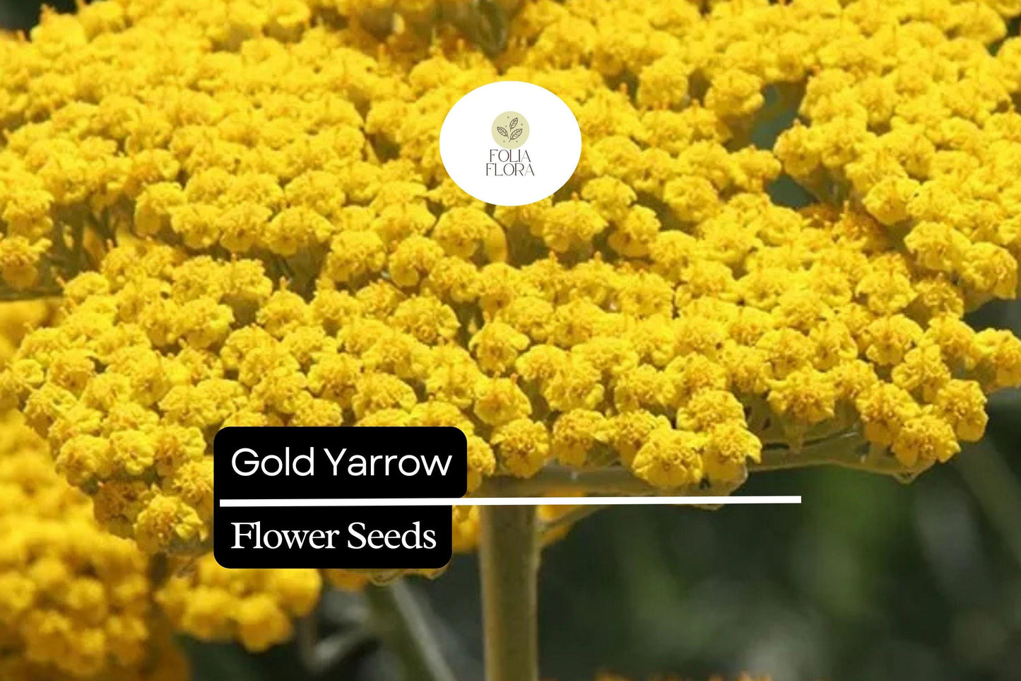 Gold Yarrow Seeds 500-10,000 | Drought-Tolerant Pollinator-Friendly Perennial Achillea filipendulina