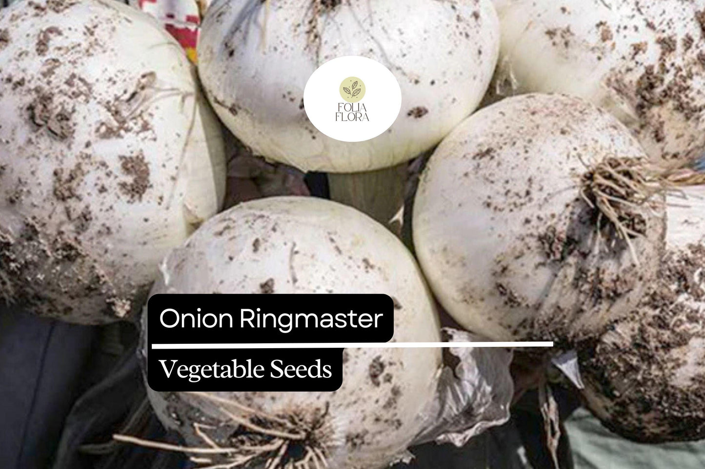 Ringmaster Onion Seeds | Large White Bulbs | Sweet Mild Flavor | Allium cepa