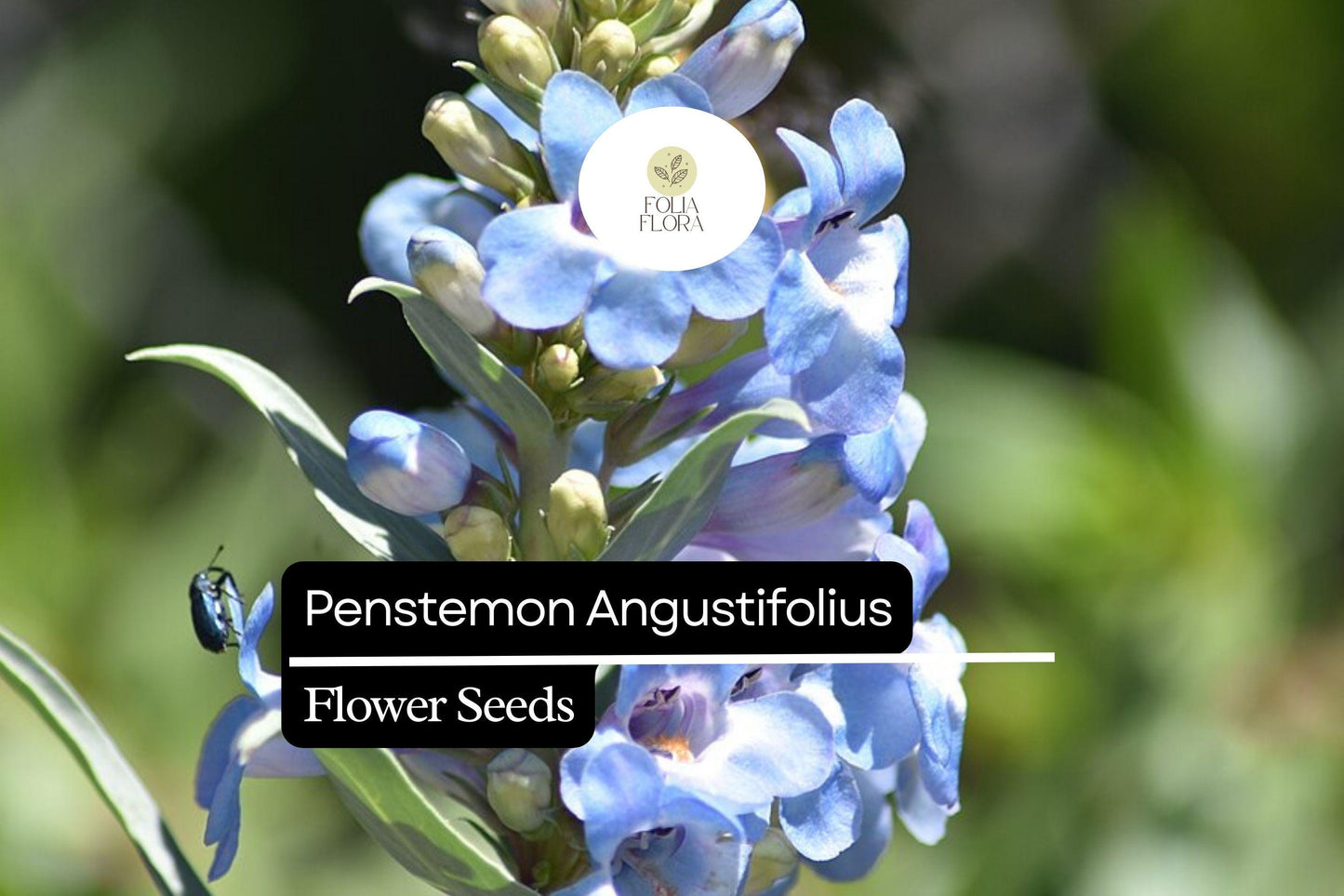 100mg Penstemon Angustifolius Seeds - Drought-Tolerant Narrowleaf Penstemon, Blue/Violet Wildflower for Xeriscape & Pollinator Gardens