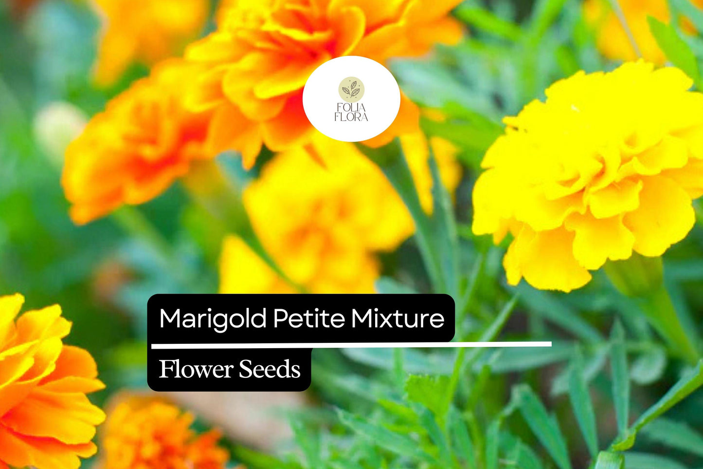 Marigold Seeds 500mg Petite Mixture, Compact French Marigolds, Vibrant Orange, Yellow & Red Blooms, Tagetes patula