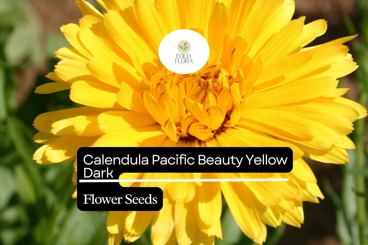 Calendula Seeds 300mg Pacific Beauty Yellow Dark Calendula officinalis Edible Flowers, Pollinator-Friendly, Medicinal