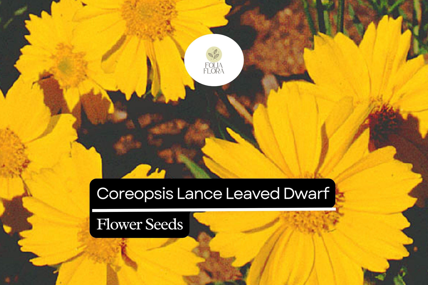 Coreopsis Lance Leaved Dwarf Seeds | Compact Perennial Wildflower | Bright Yellow Blooms | Coreopsis lanceolata
