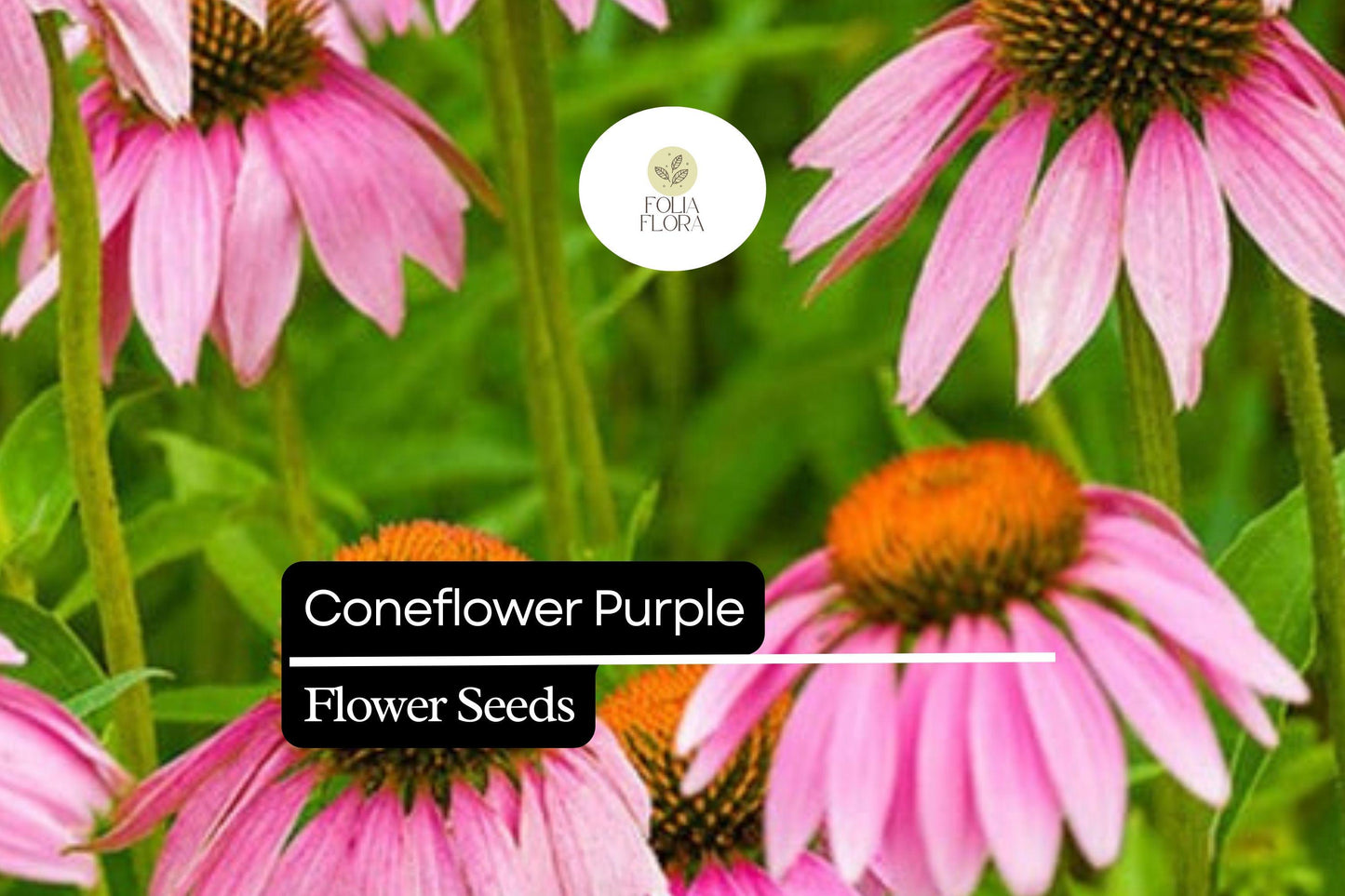 4000 Seeds Purple Coneflower Echinacea Purpurea Perennial Pollinator Flower for Gardens