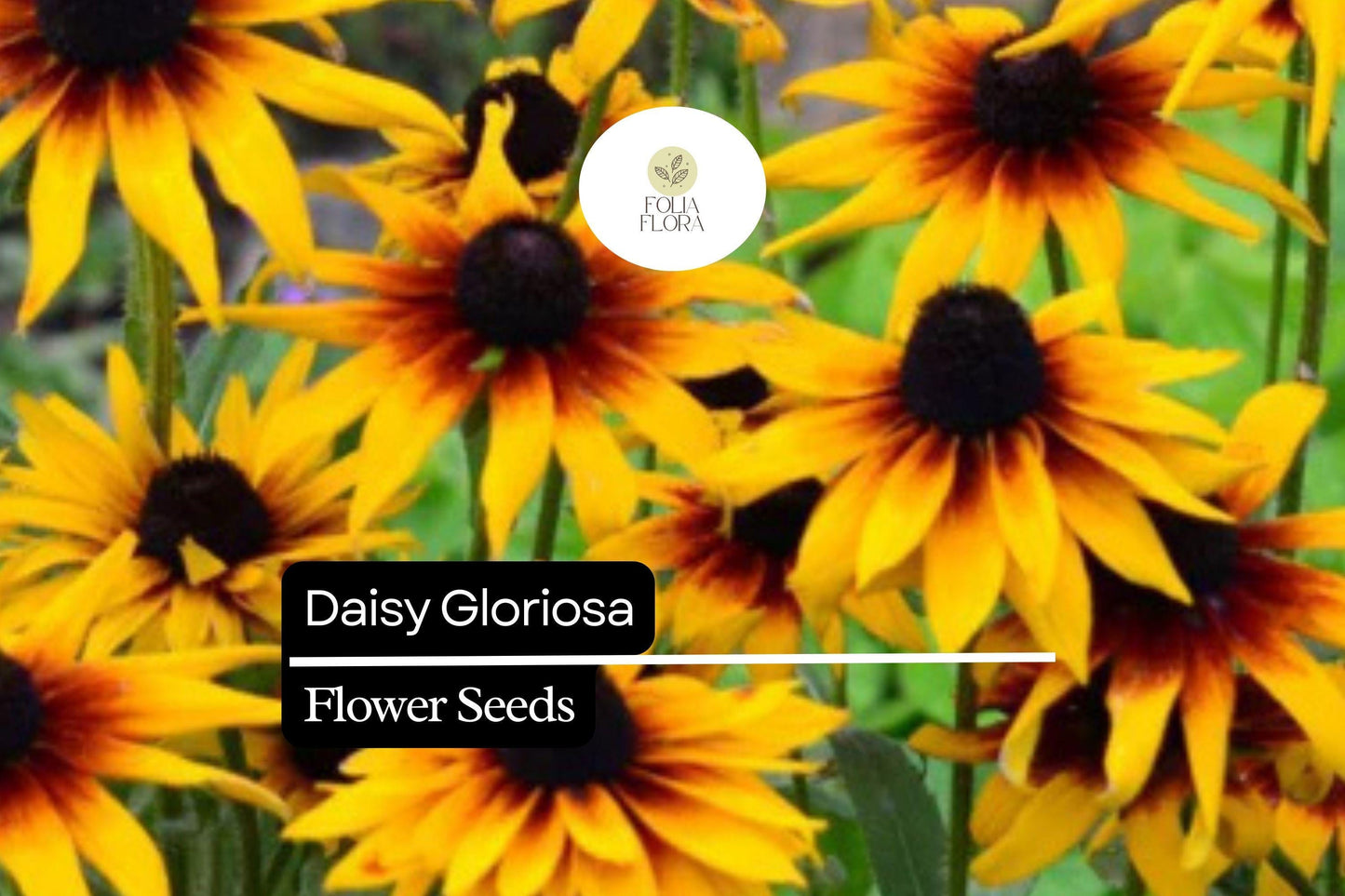 500 Seeds Daisy Gloriosa Wildflower Seeds - Rudbeckia hirta, Black-Eyed Susan, Bright Yellow-Orange Perennial, Pollinator-Friendly
