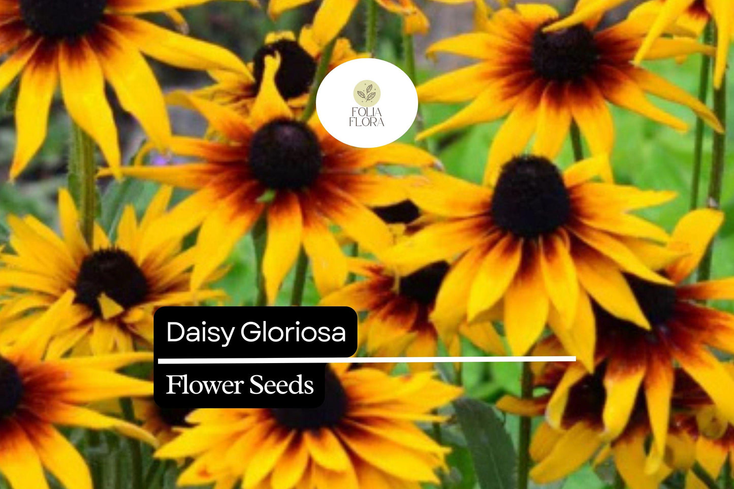 Gloriosa Daisy Seeds – Rudbeckia Hirta, Yellow-Orange Blooms, Pollinator-Friendly, Deer-Resistant, Perennial Wildflower