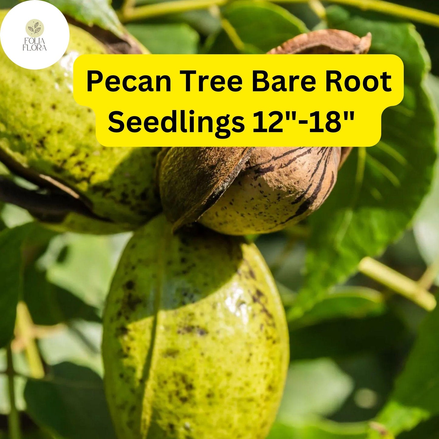 Live Bare-Root Pecan Tree Seedlings 12-18" | Nut-Producing Carya illinoinensis | Hardy, Drought-Tolerant