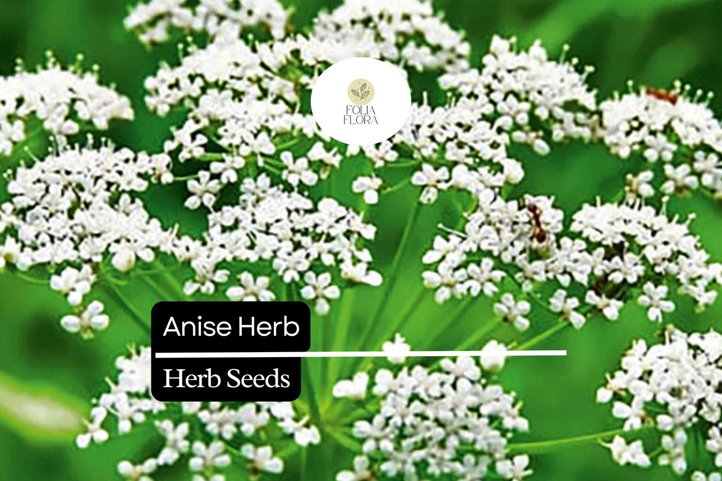Anise Seeds 200 Pack, Pimpinella Anisum, Aromatic Culinary Herb for Garden and Cooking