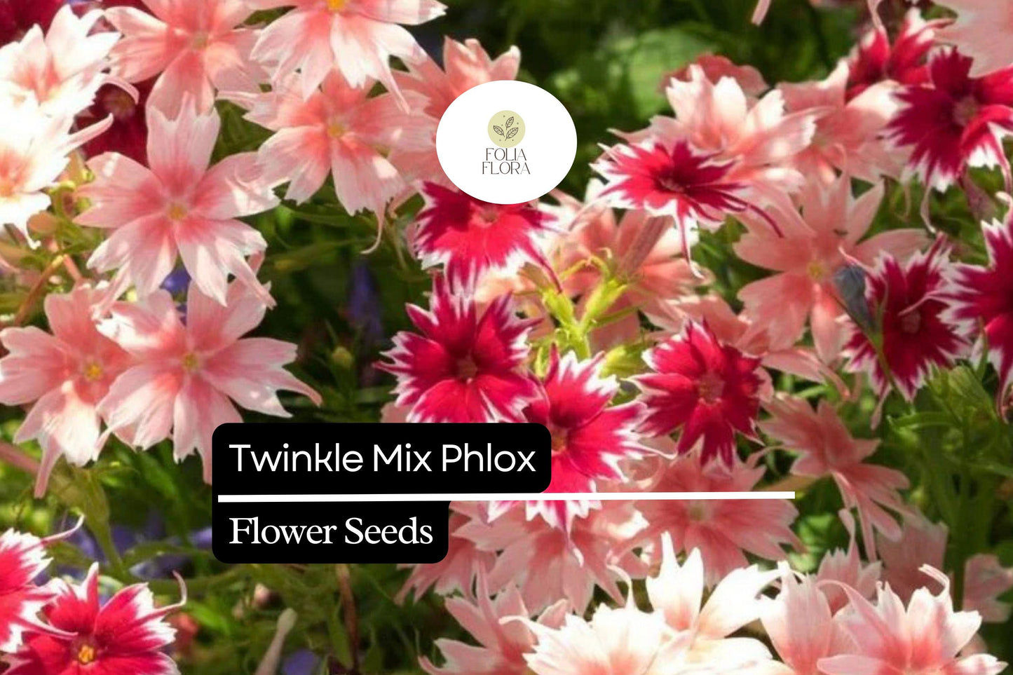 Twinkle Mix Phlox Seeds – Vibrant Annual Flower Variety with Star-Shaped Blooms, Attracts Pollinators, 12–18 Inches Tall