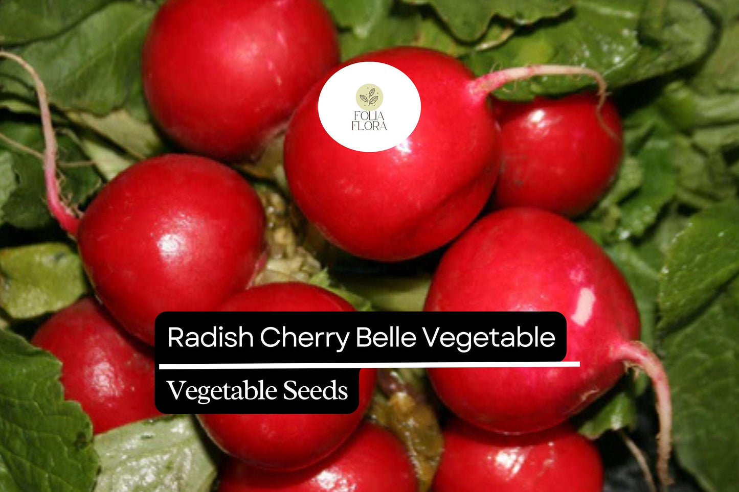 200 Cherry Belle Radish Seeds, Raphanus sativus, Quick-Growing Red Radishes for Salad, Container, Garden Bed
