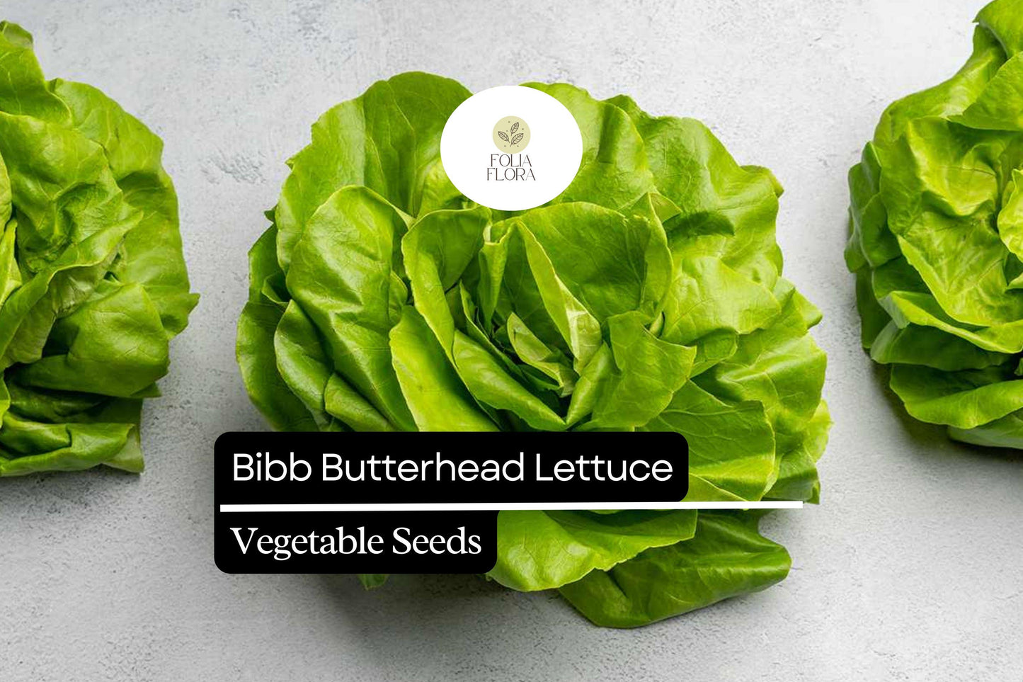 Bibb Lettuce Seeds - Butterhead Variety, 500 Pack, Lactuca sativa, Tender Leaves for Salads & Wraps