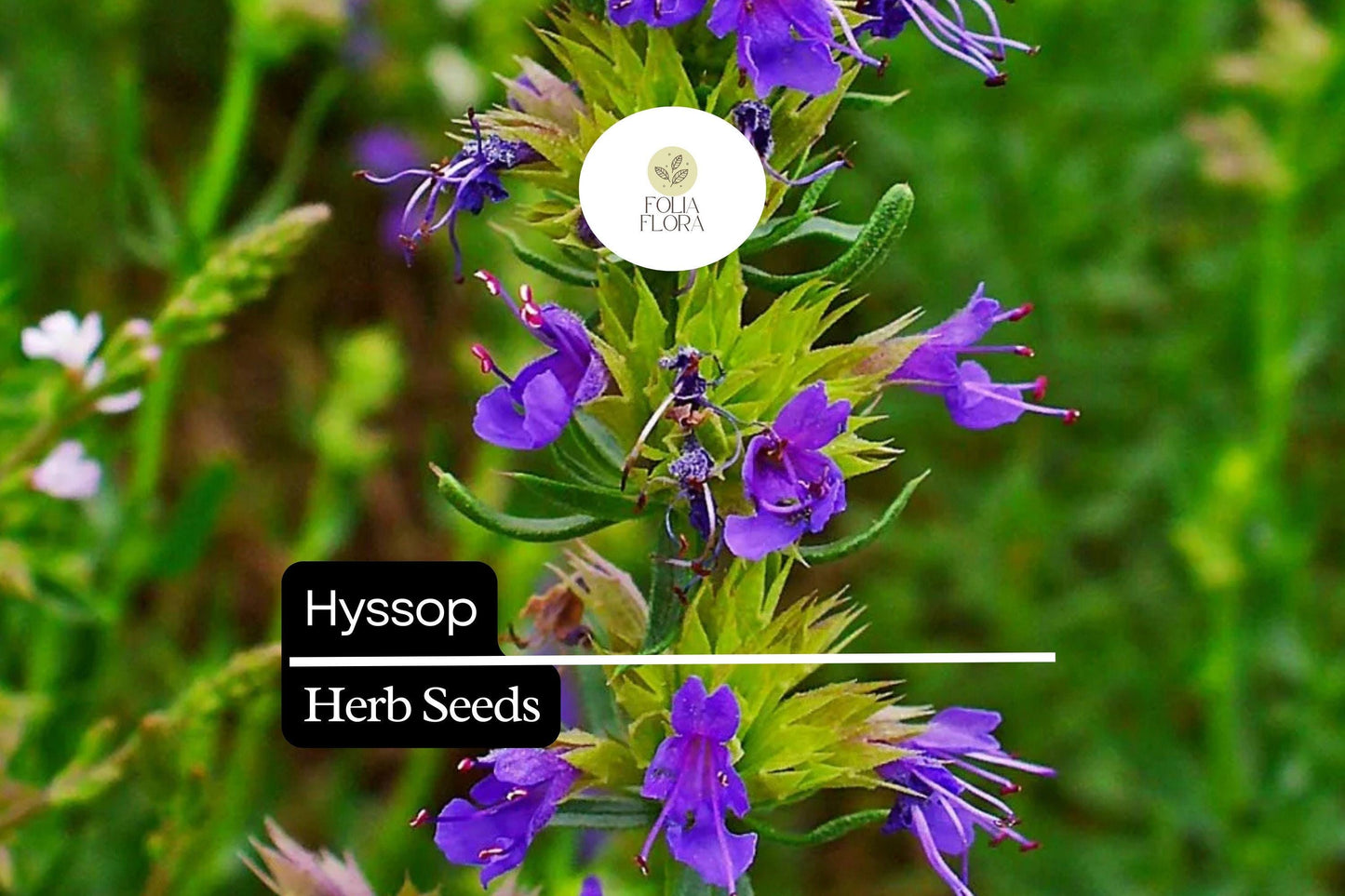 300 Hyssop Seeds Hyssopus officinalis Aromatic Culinary Herb, Blue/Purple/Pink Flowers, Easy to Grow