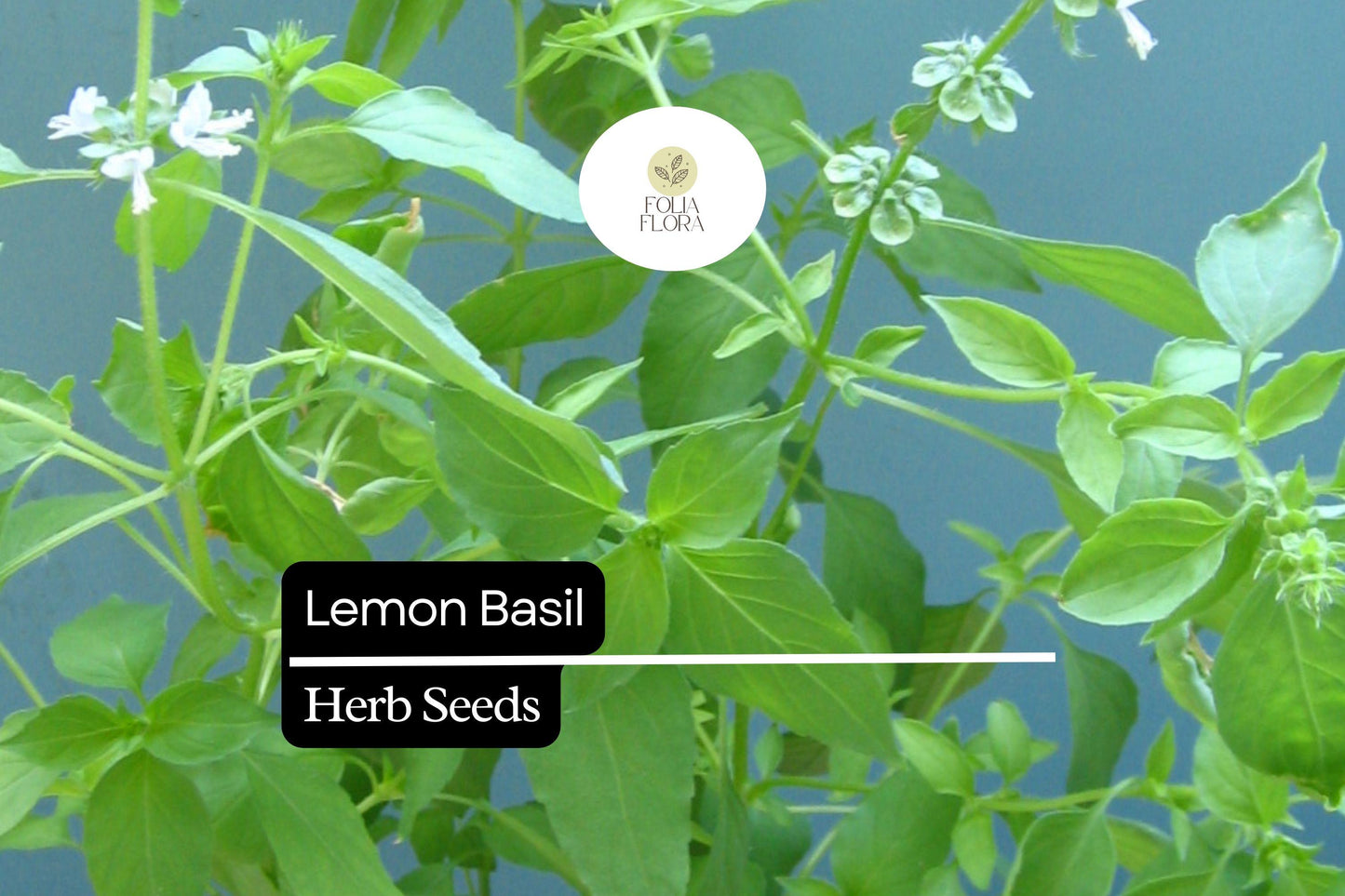 Lemon Basil Seeds - Fragrant Culinary Herb for Garden & Pots (Ocimum basilicum var. citriodora)
