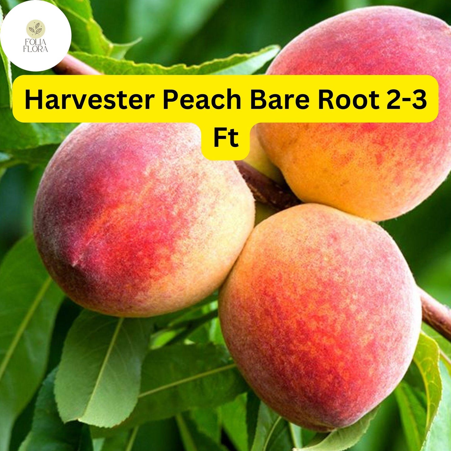 Harvester Peach Tree - 2-3 Ft Bare Root Live Fruit Tree for Fresh Eating, Pies & Canning, Early Harvest, Freestone, Pink Blossoms