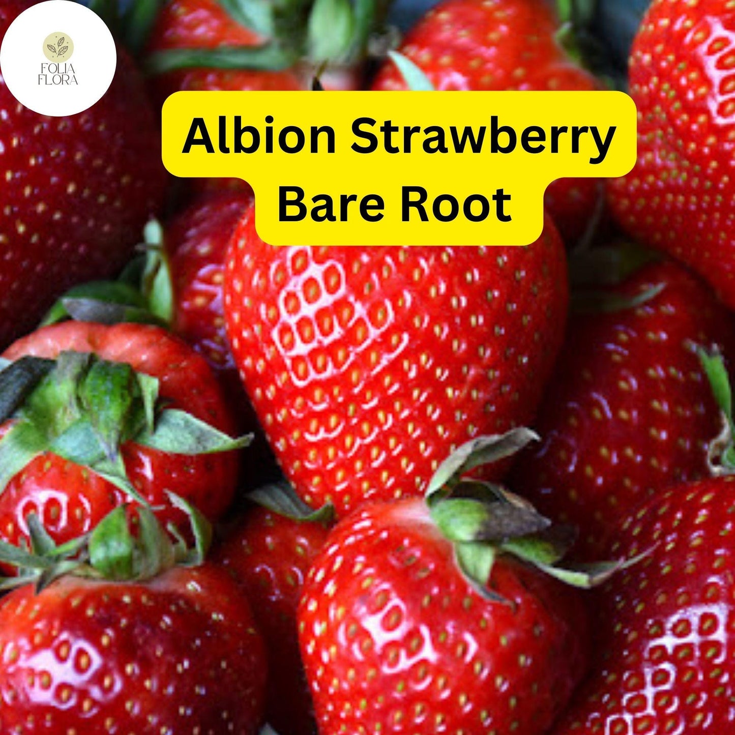 Albion Everbearing Strawberry Plants – 15 Bare Root, Large Sweet Berries, Disease-Resistant, Zones 4-9