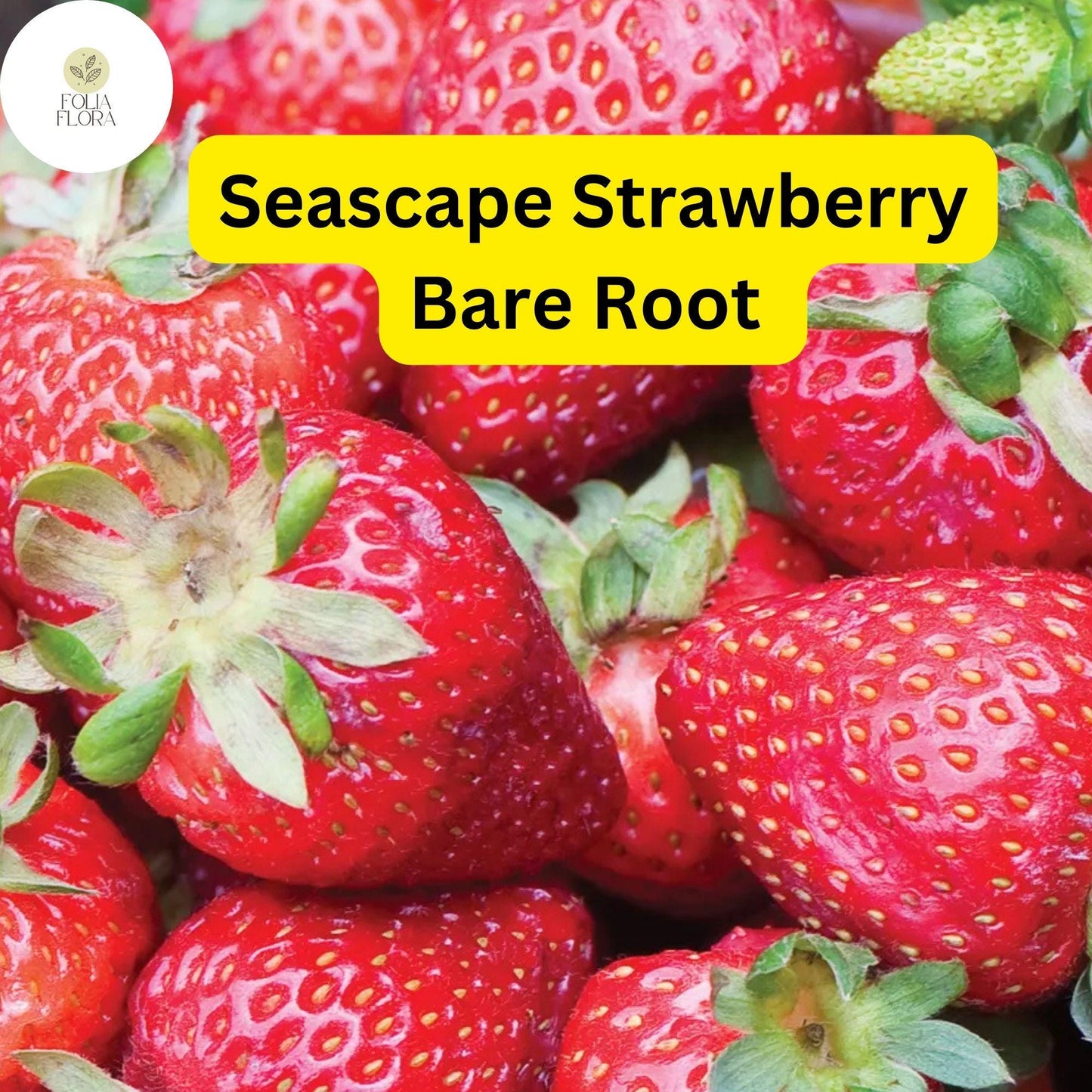 Bare Root Seascape Everbearing Strawberry Plants Pack of 25 | Sweet Juicy Berries | Zones 4-9