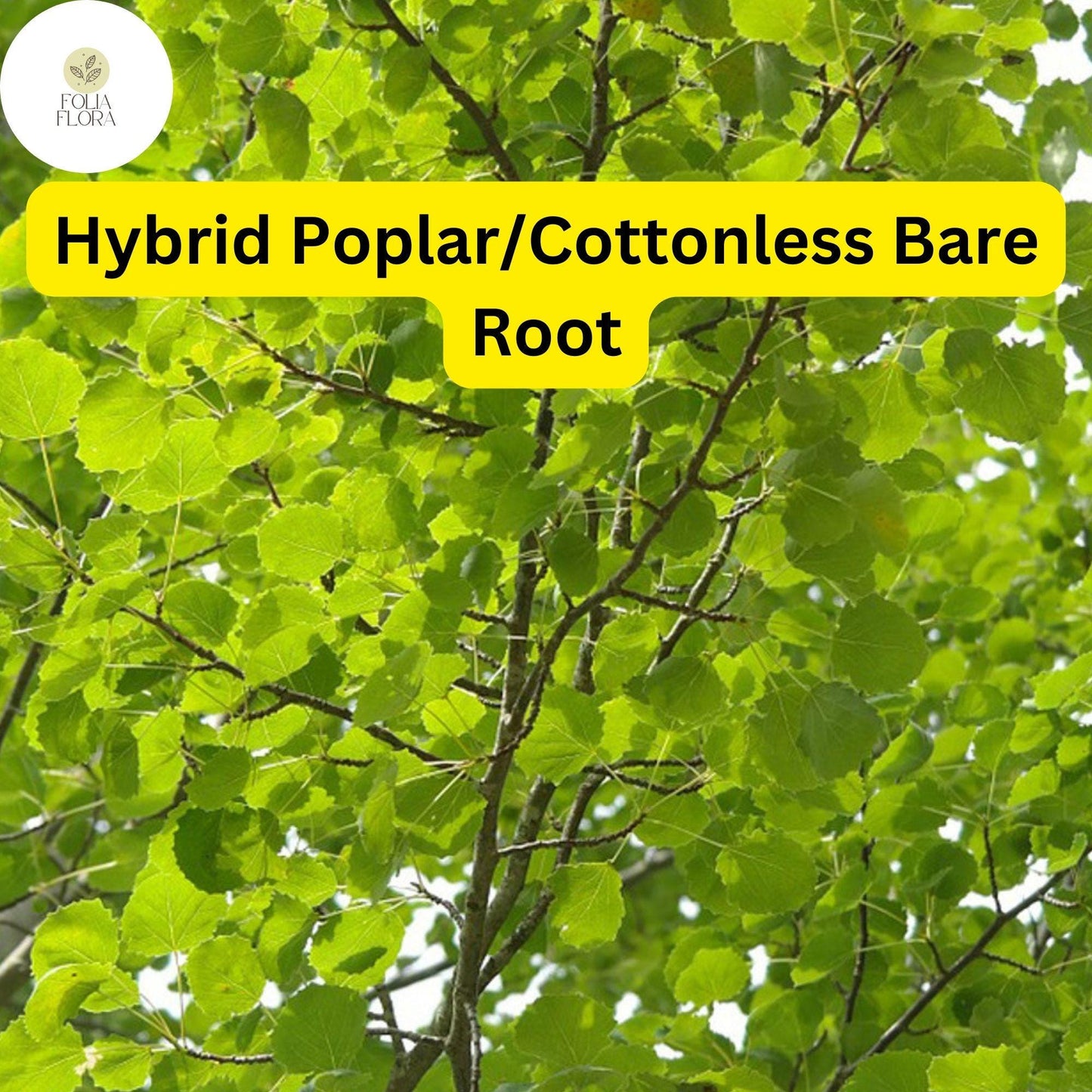 Live Hybrid Poplar Tree, Fast-Growing Shade Tree, Seedless Cottonless Cottonwood, Bare Root 2-3 Feet