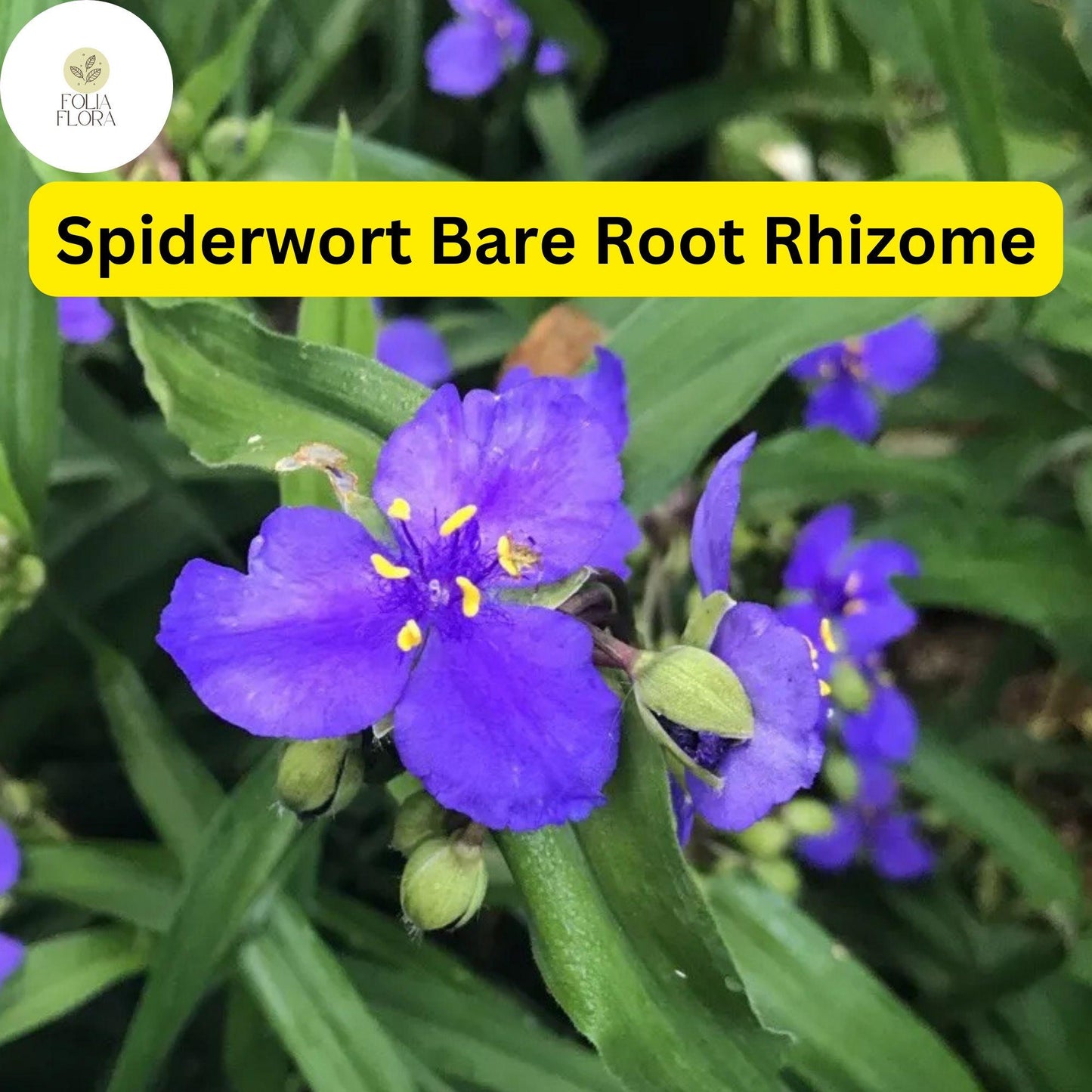 25 Spiderwort Plants (Tradescantia) Bare Root Rhizomes - Purple Flowers, Perennial, Pollinator-Friendly Garden Plants