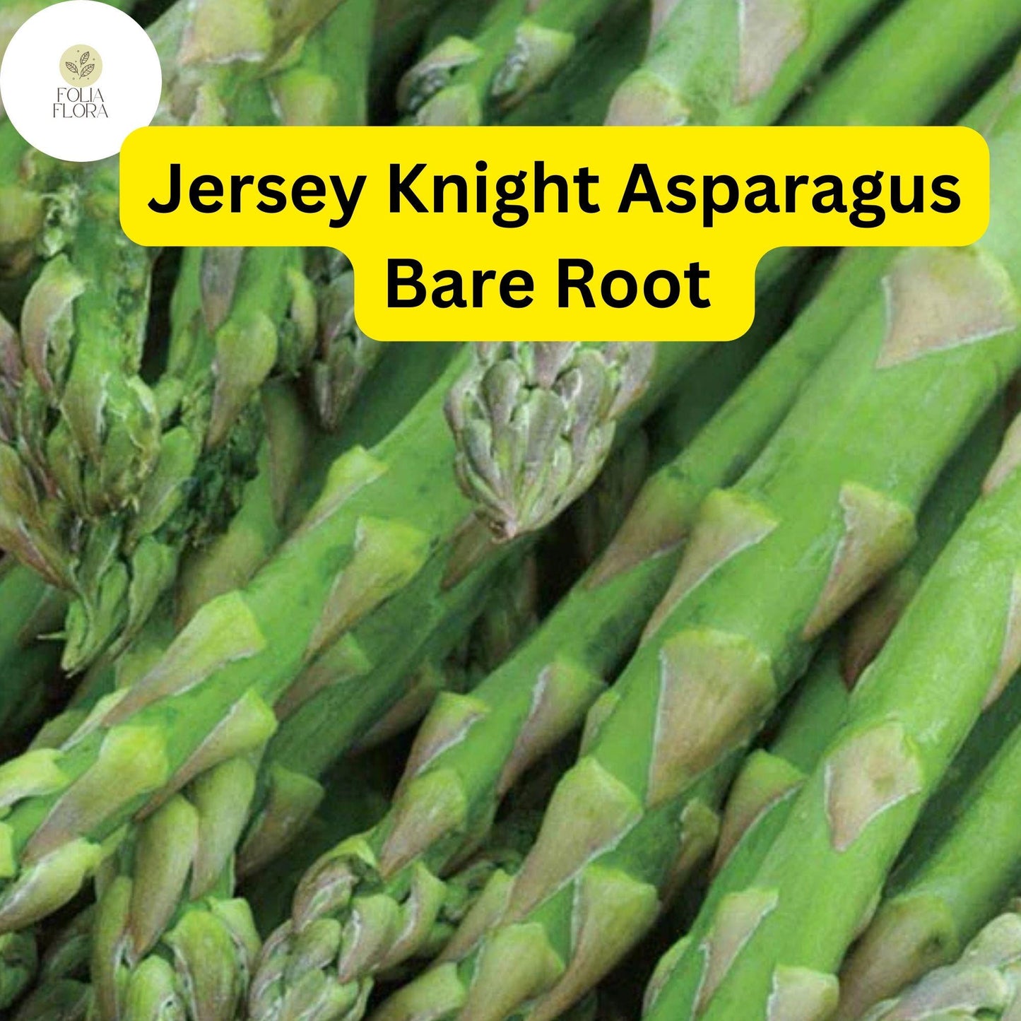Green Jersey Knight Asparagus Bare Root Crowns – 2-Year-Old, High-Yield, Disease-Resistant Perennial, Vegetable Garden Plant