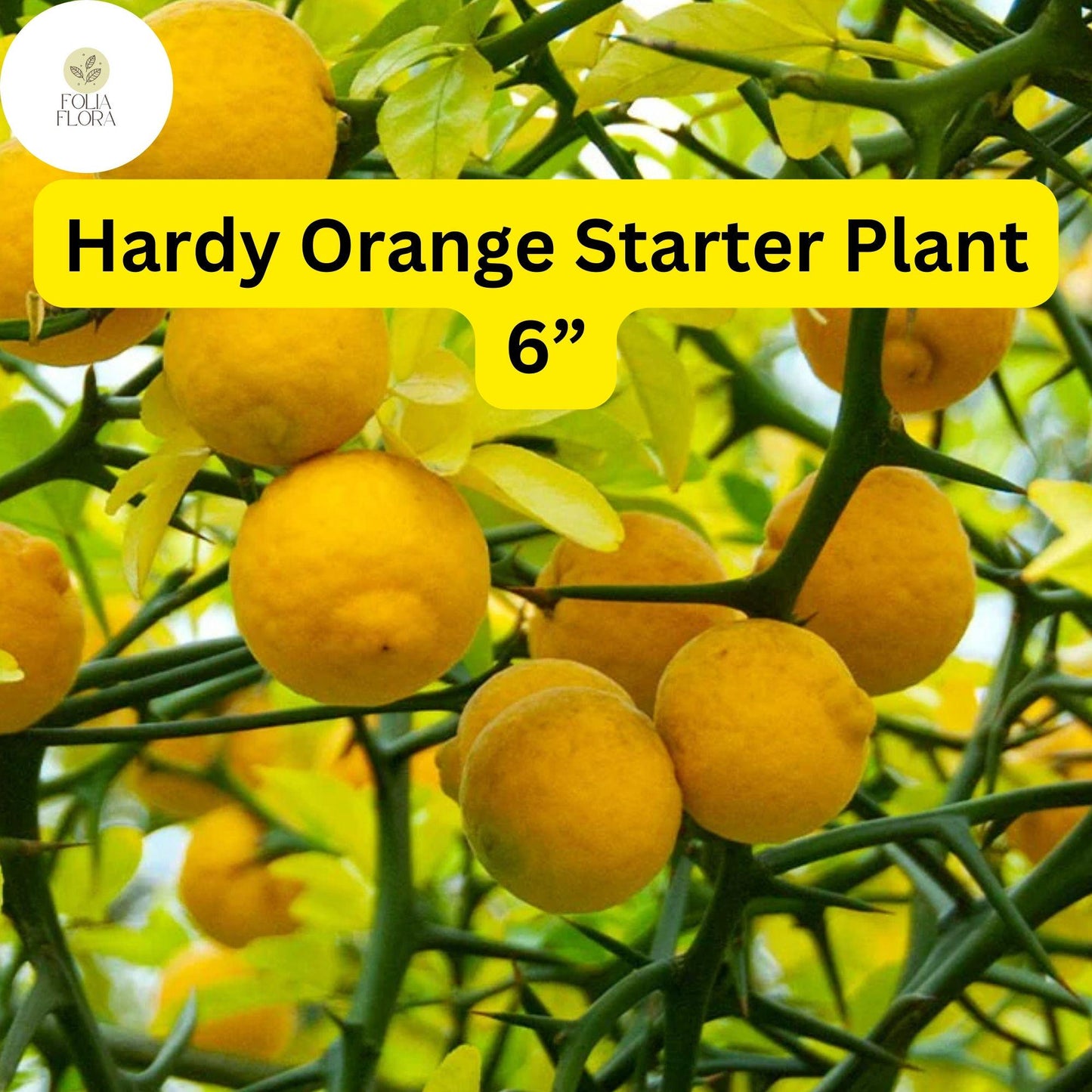 Hardy Orange Tree Seedling – 6-Inch Poncirus trifoliata, Cold-Hardy Citrus with Fragrant White Flowers and Orange Fruit
