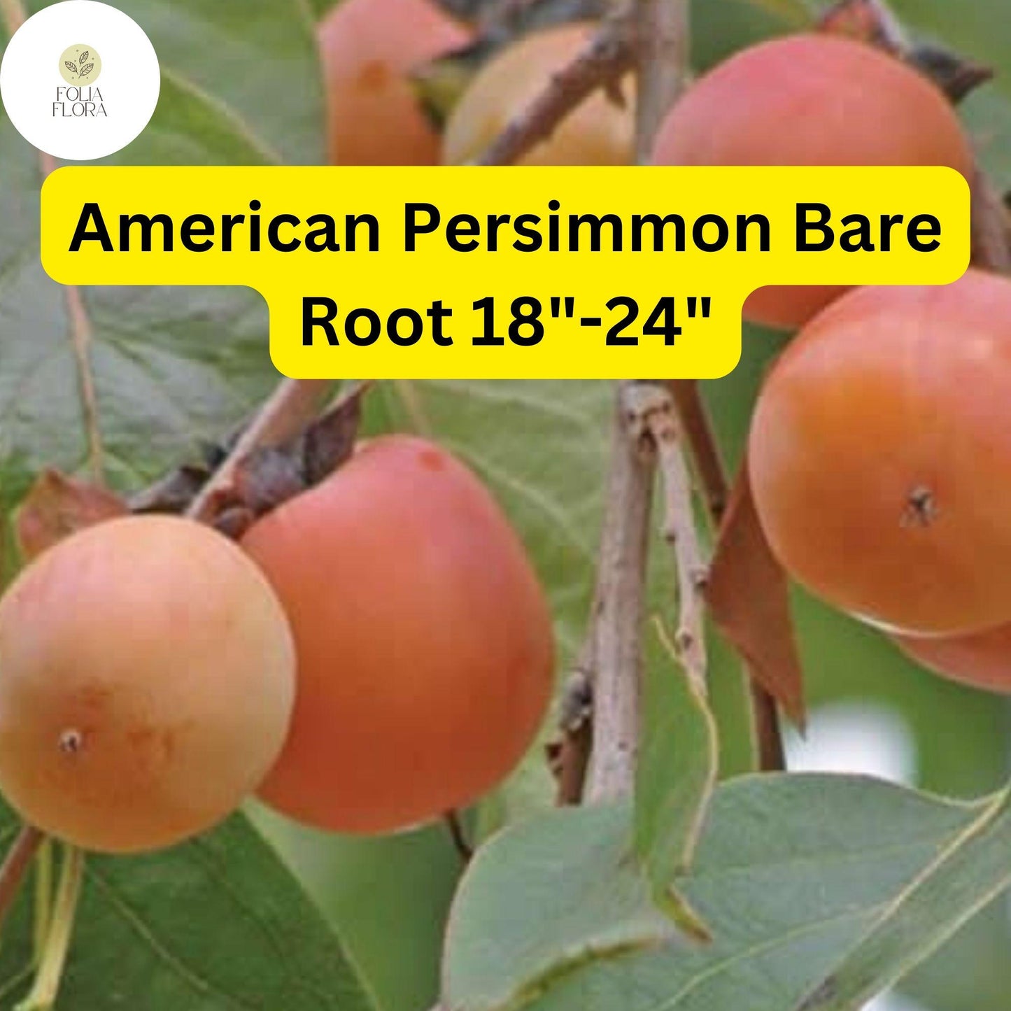 American Persimmon Tree – Live Bare Root Plant with Edible Orange Fruit, Diospyros virginiana, Wildlife-Friendly Ornamental Tree