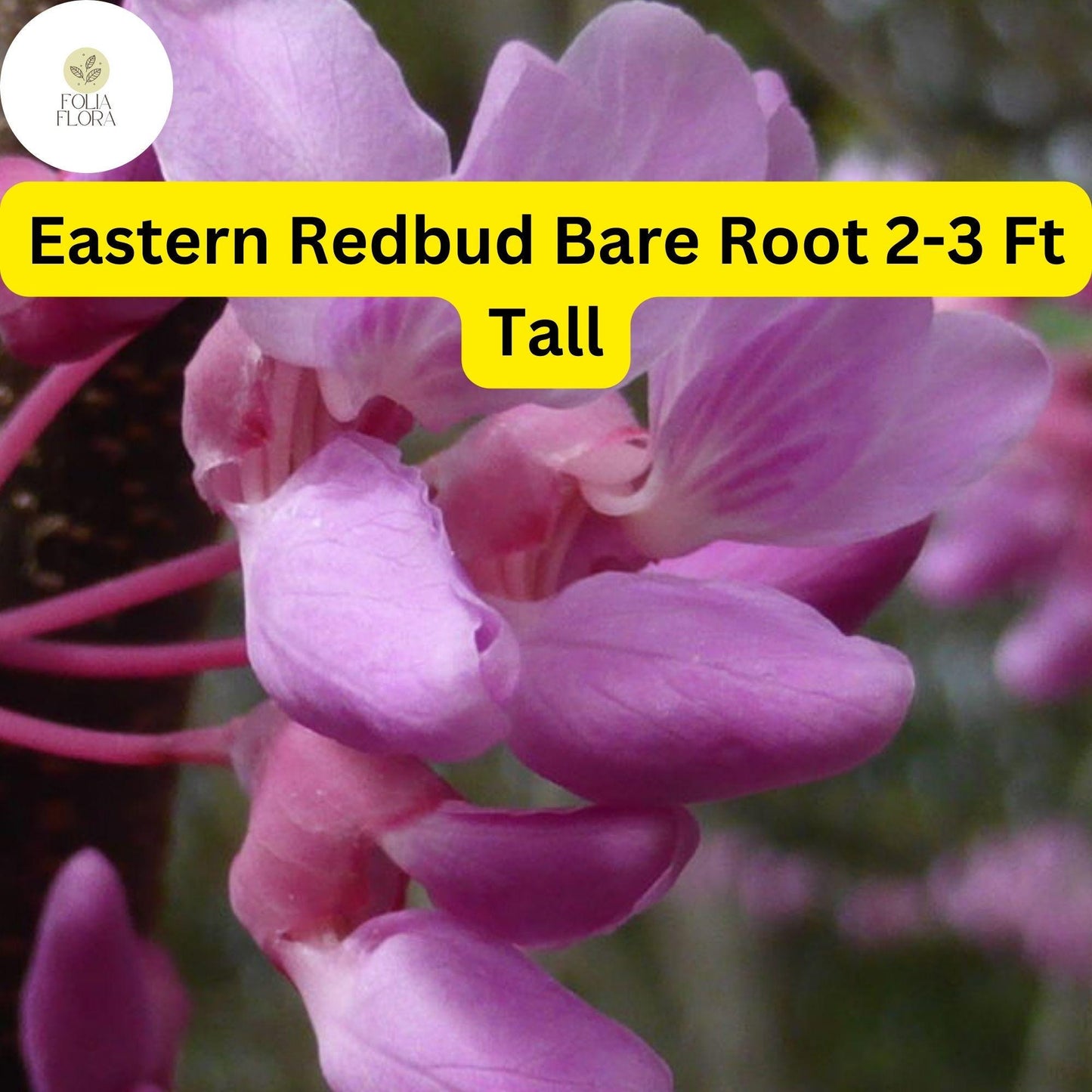 Eastern Redbud Tree Live Bare Root Plant 2-3 Ft Pink Magenta Blossoms Cercis canadensis