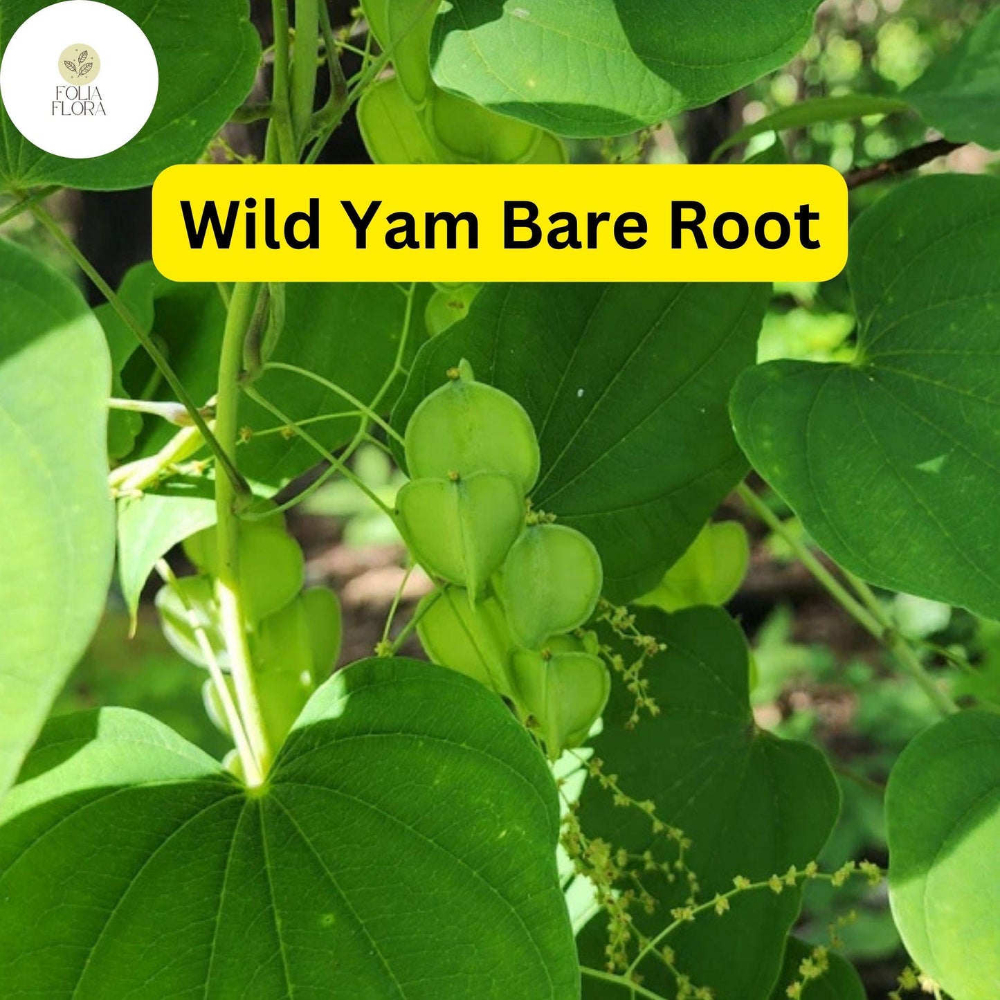 Wild Yam Plants, Bare Root Perennials, Dioscorea villosa, Organic Native Vine, Shade-Loving Wildflower