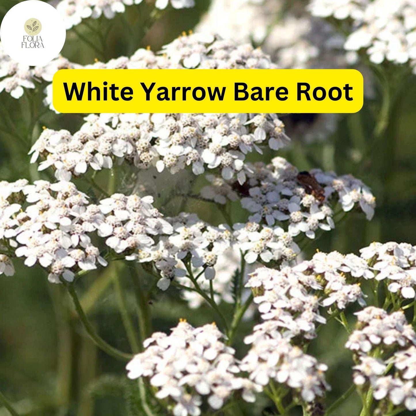 White Yarrow Bare Root Plant Achillea millefolium Perennial for Garden, Pollinator-Friendly, Drought-Tolerant
