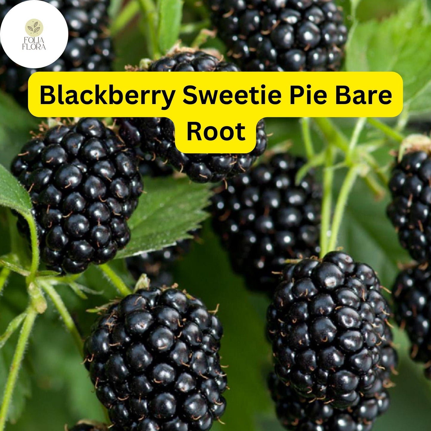 Blackberry Plant | Sweetie Pie Rubus Bare Root Starter | Disease-Resistant, Heat-Tolerant, High-Yield