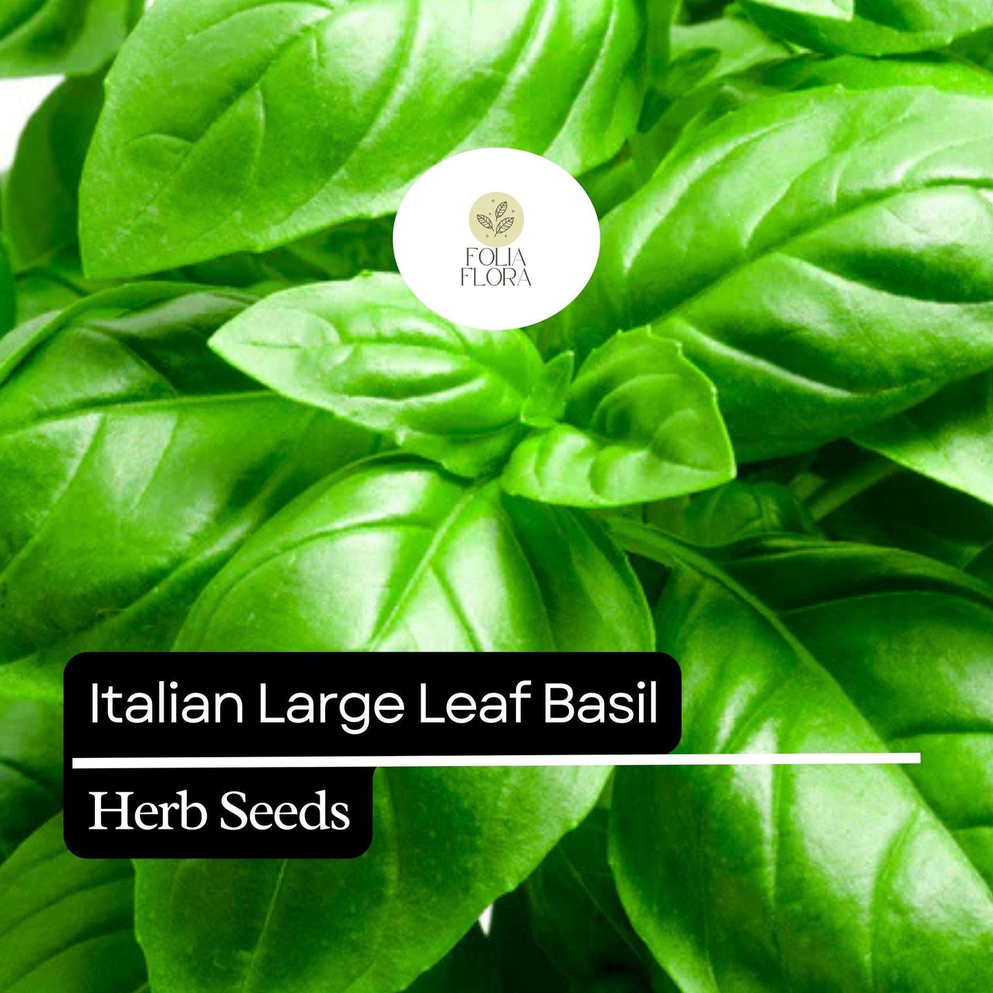 Italian Large Leaf Basil Seeds – Heirloom, Non-GMO, Aromatic Herb for Pesto, Salads, and Cooking – Ocimum basilicum