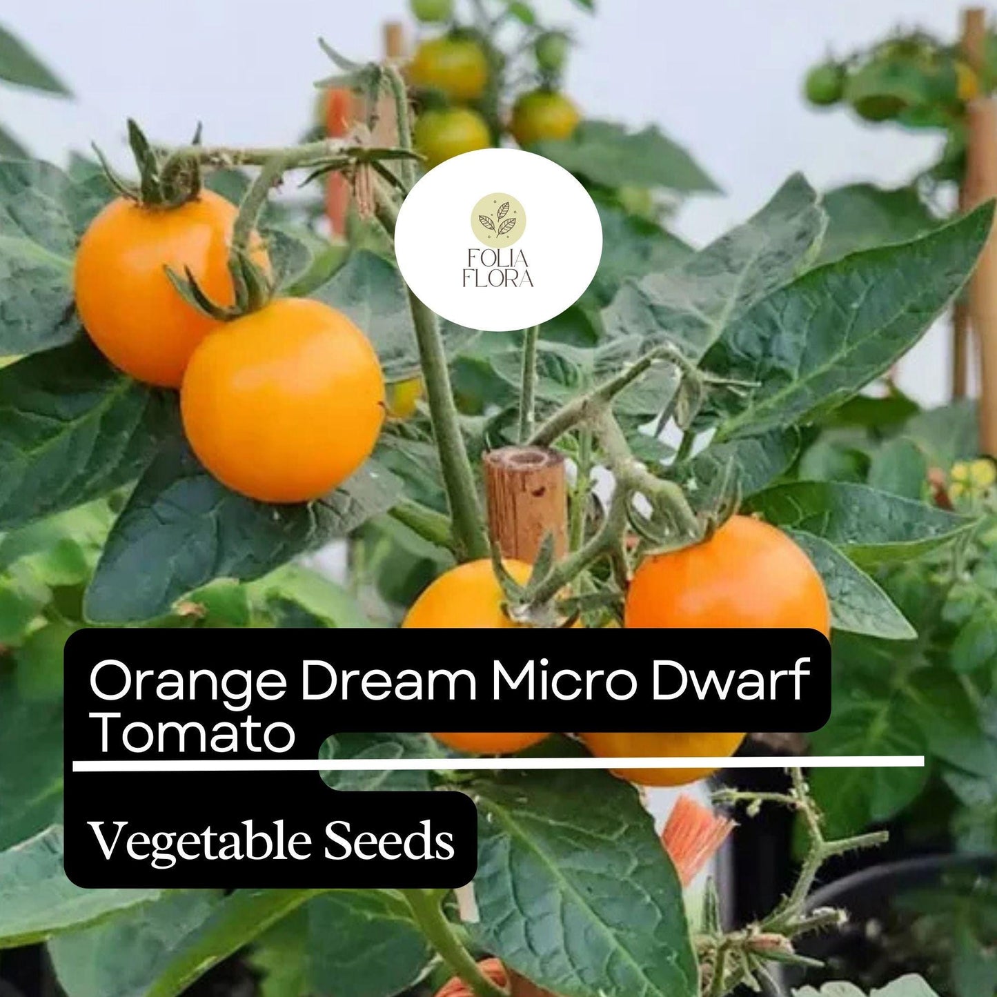 15 Orange Dream Micro Dwarf Tomato Seeds – Heirloom, Non-GMO, Compact, High-Yield, Cherry, Solanum lycopersicum