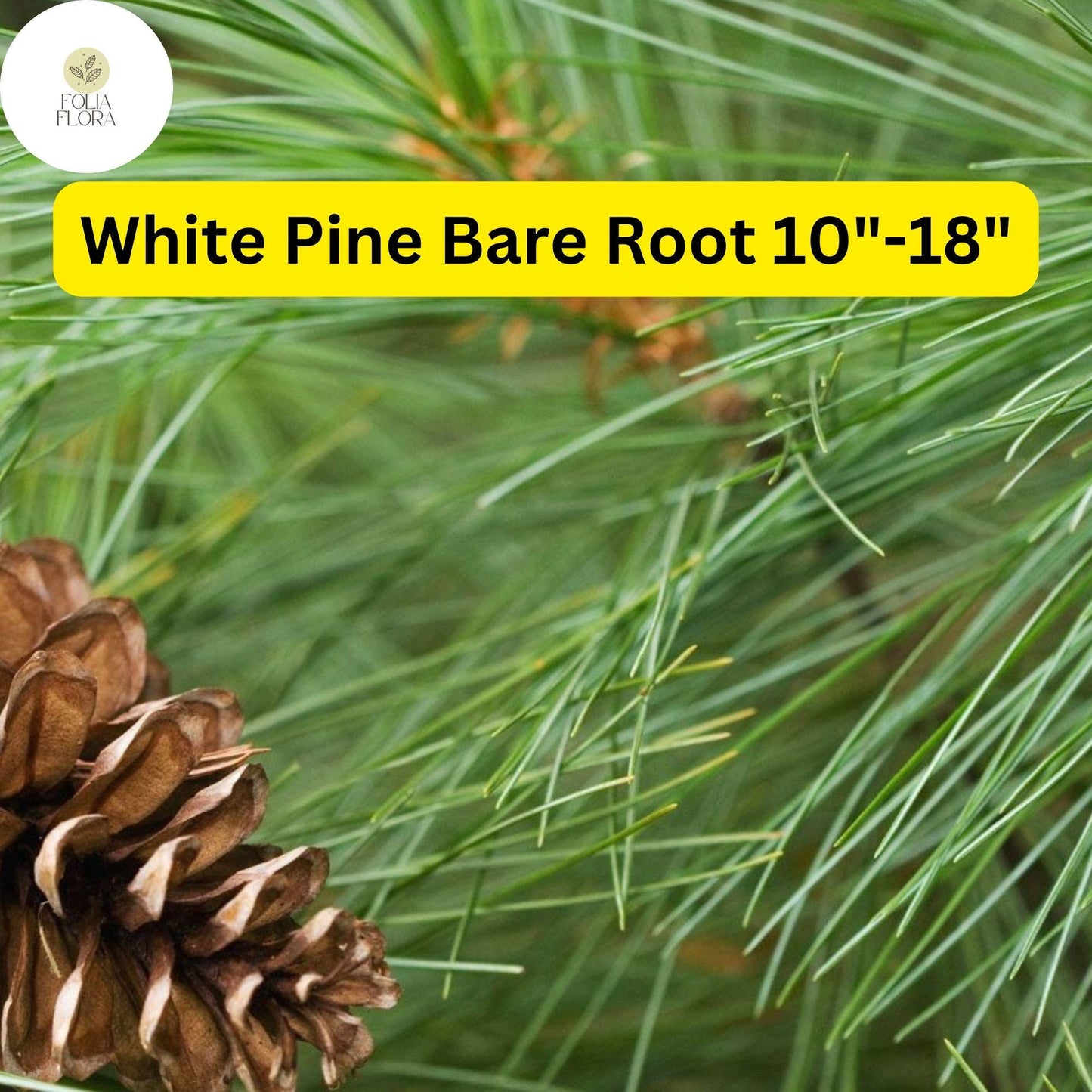 White Pine Tree Bare Root Plant 10-18 Inches Pinus strobus Evergreen Landscaping, Privacy Screen